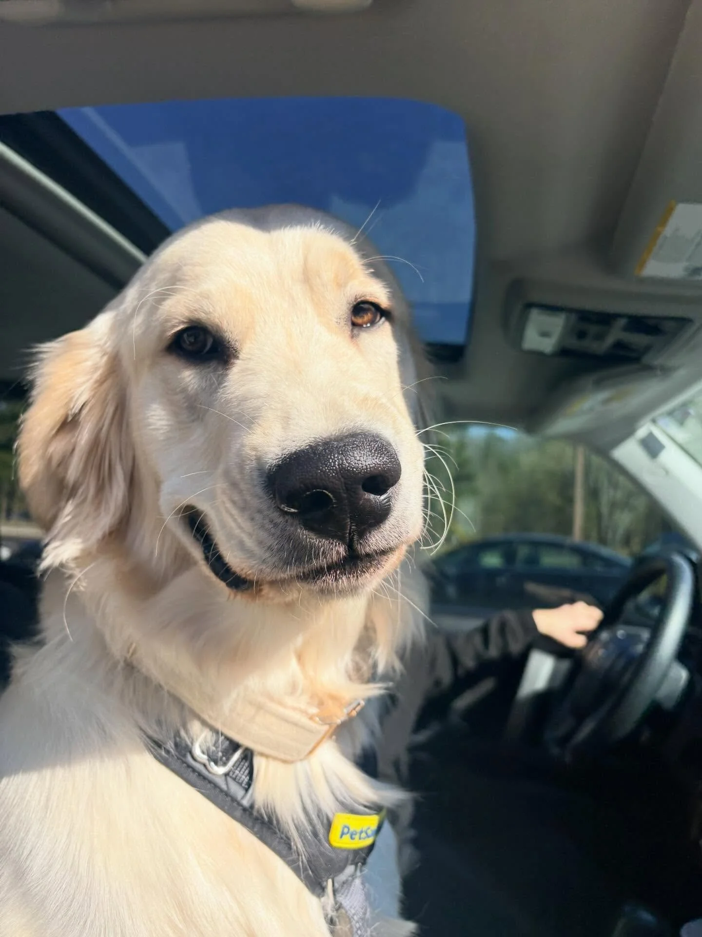 All kind of friends at carline 🐶