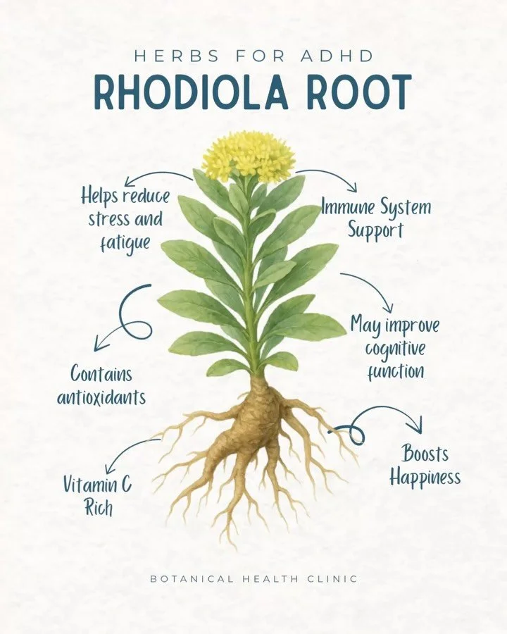 Rhodiola root (Rhodiola rosea L.) is one of my personal favorite herbs to manage my own ADHD symptoms.

It has been a wonderful ally for me in regards to depression support, antioxidant effects, and its energy-boosting ability (if you are a coffee dr