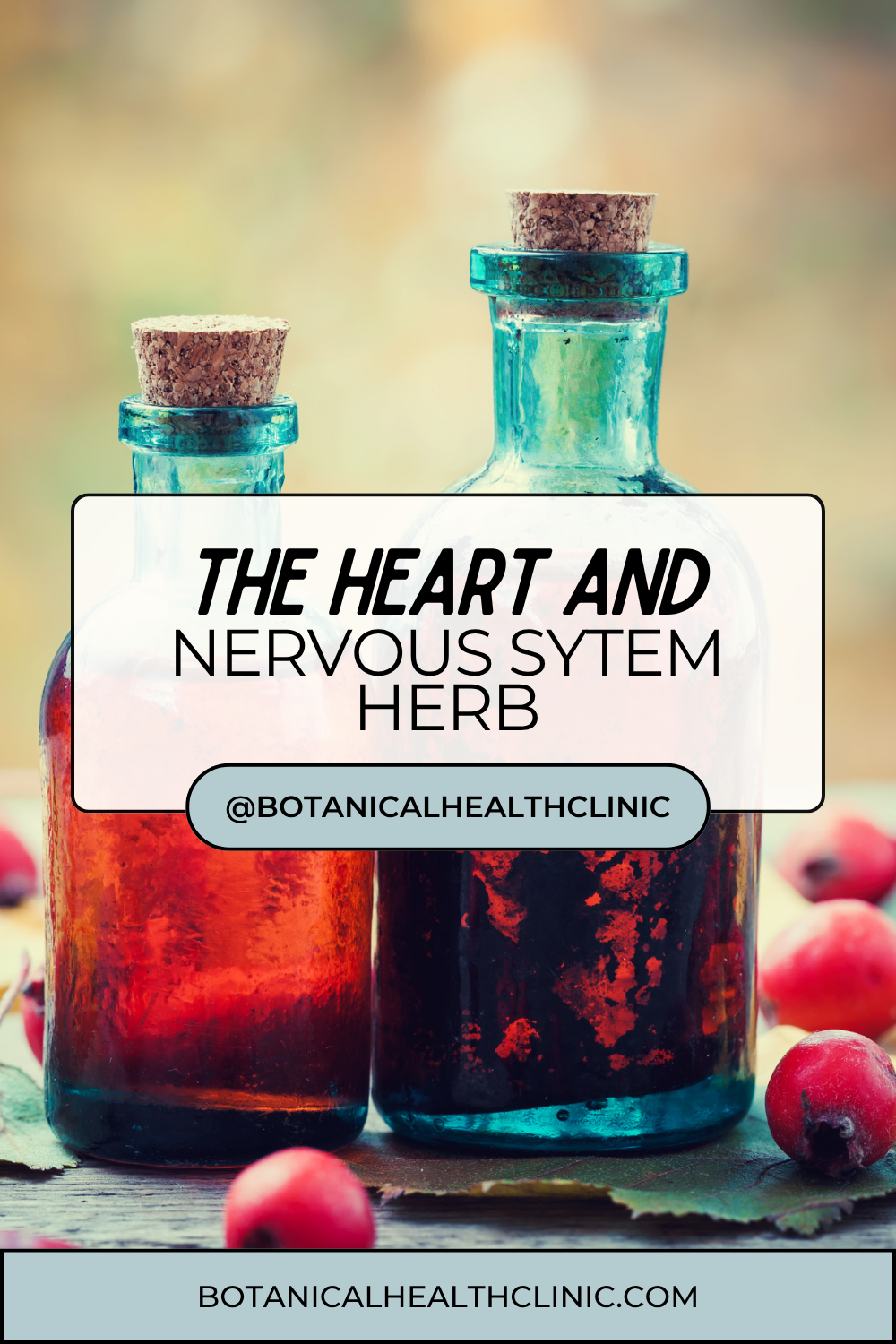 Hawthorn: The Heart and Nervous System Herb Most People Have Never Considered