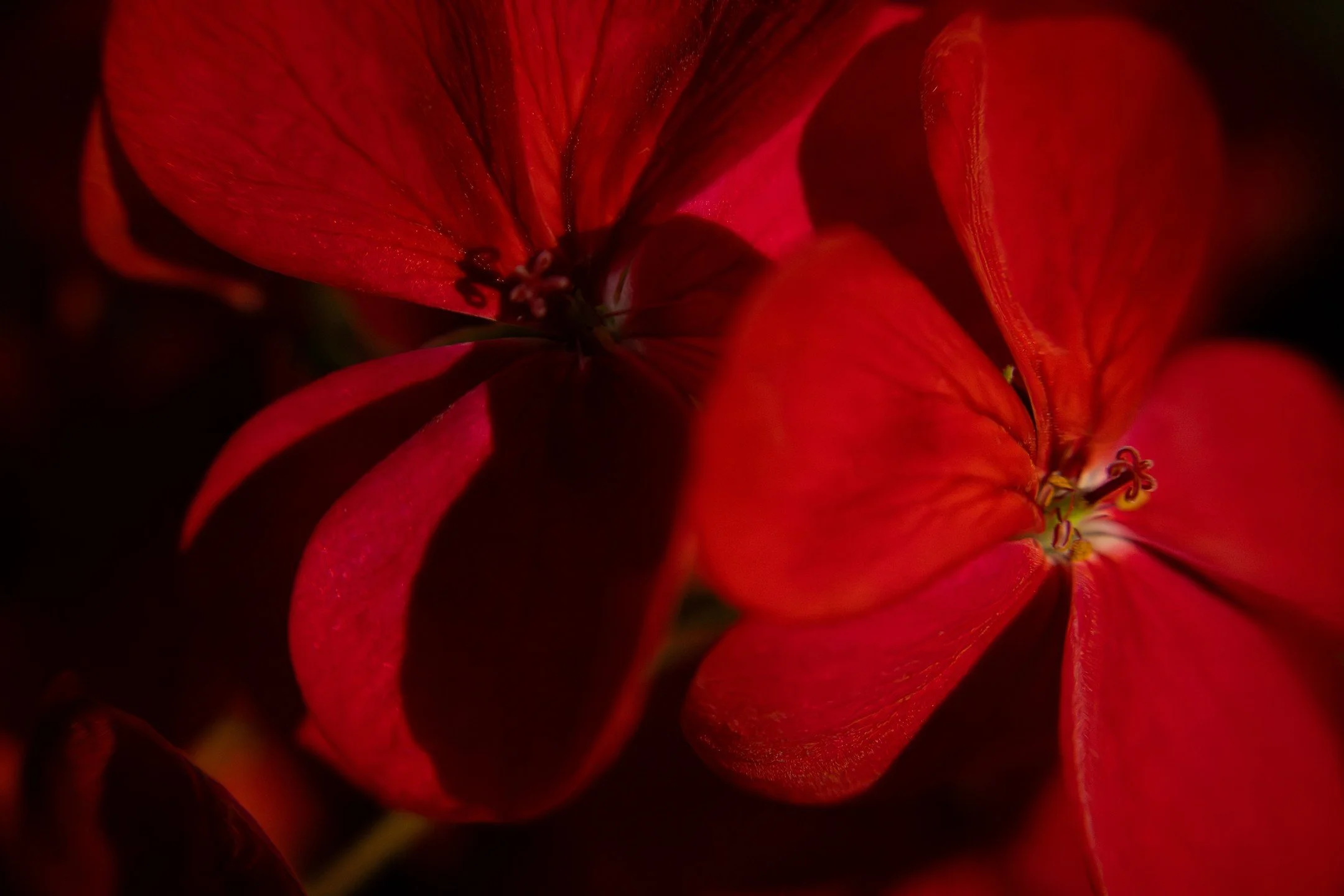 Macro shots
.
.
.
Learning a lot of stuff... especially not to format your card before you can download it.