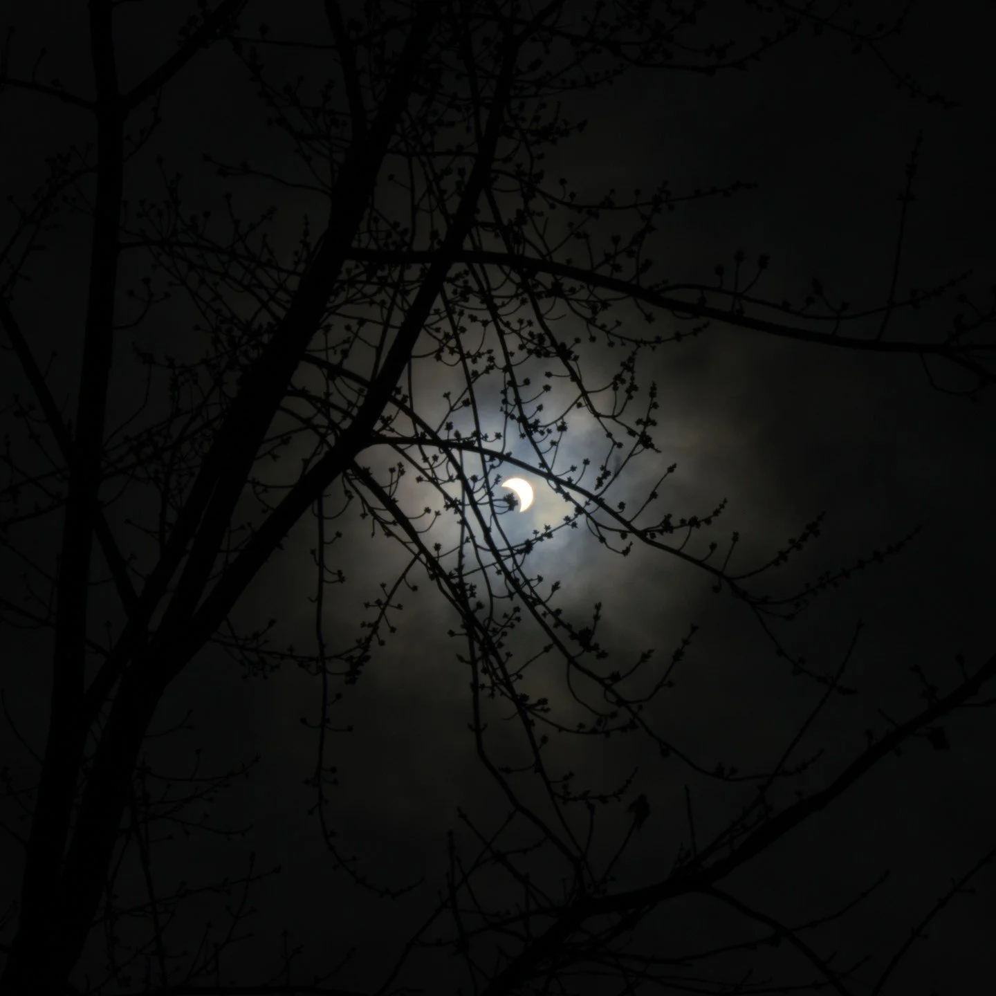 Hungry Eclipse

Took a few photos during the eclipse, here's two of them that turned out really well...
.
.
.
#eclipse