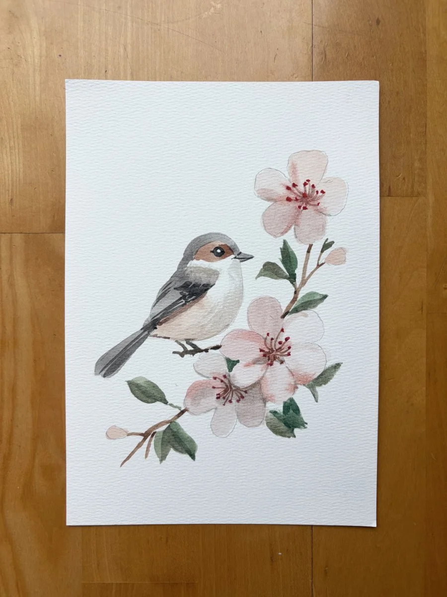 Cherry Blossoms