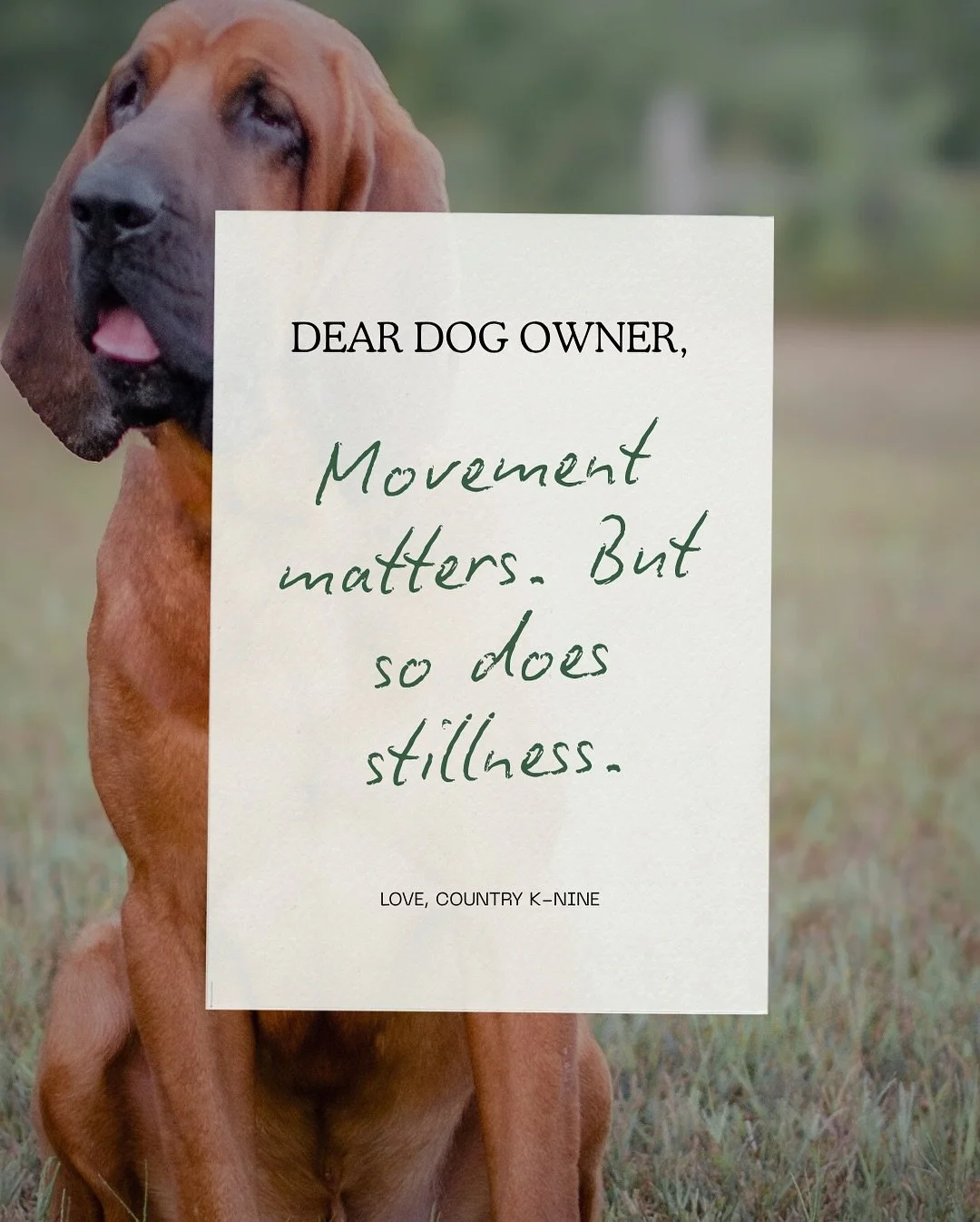 A tired dog isn&rsquo;t always a calm dog.
Fulfillment comes from both movement and stillness.

Exercise drains energy.
Structure teaches regulation.

Start adding calm reps into your day &mdash; place, tether, or down-stays.
Your dog (and your home)