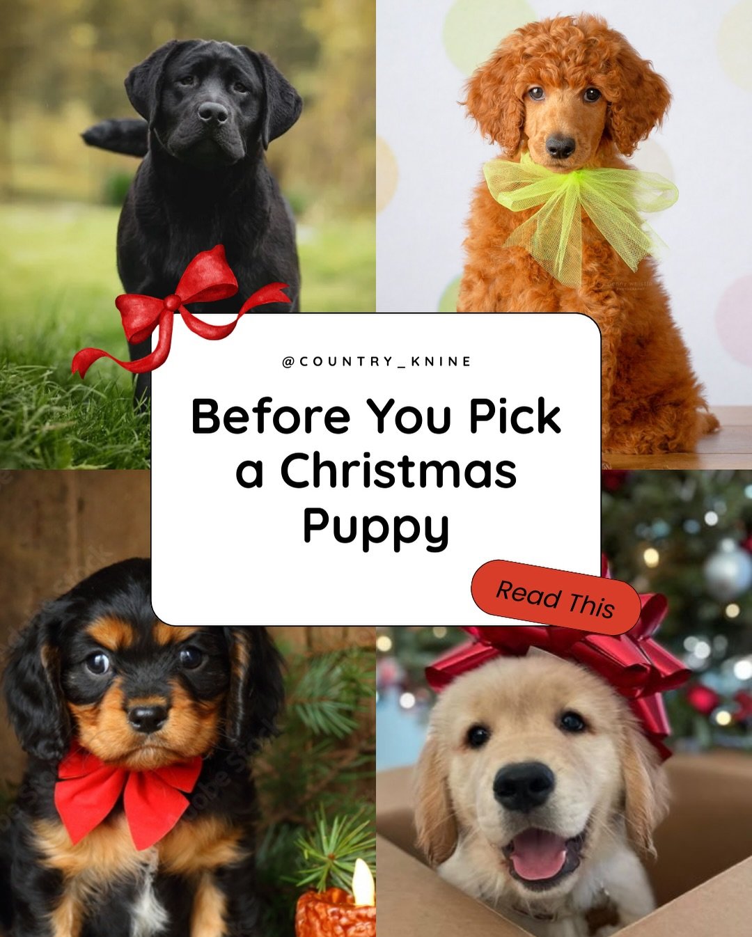A winter puppy isn&rsquo;t a bad idea - it just takes planning. From reputable breeders to winter potty training to socialization, a little prep goes a long way.

Save + share with someone considering a Christmas pup 🎁🐾 

#christmaspuppy #dogtraini