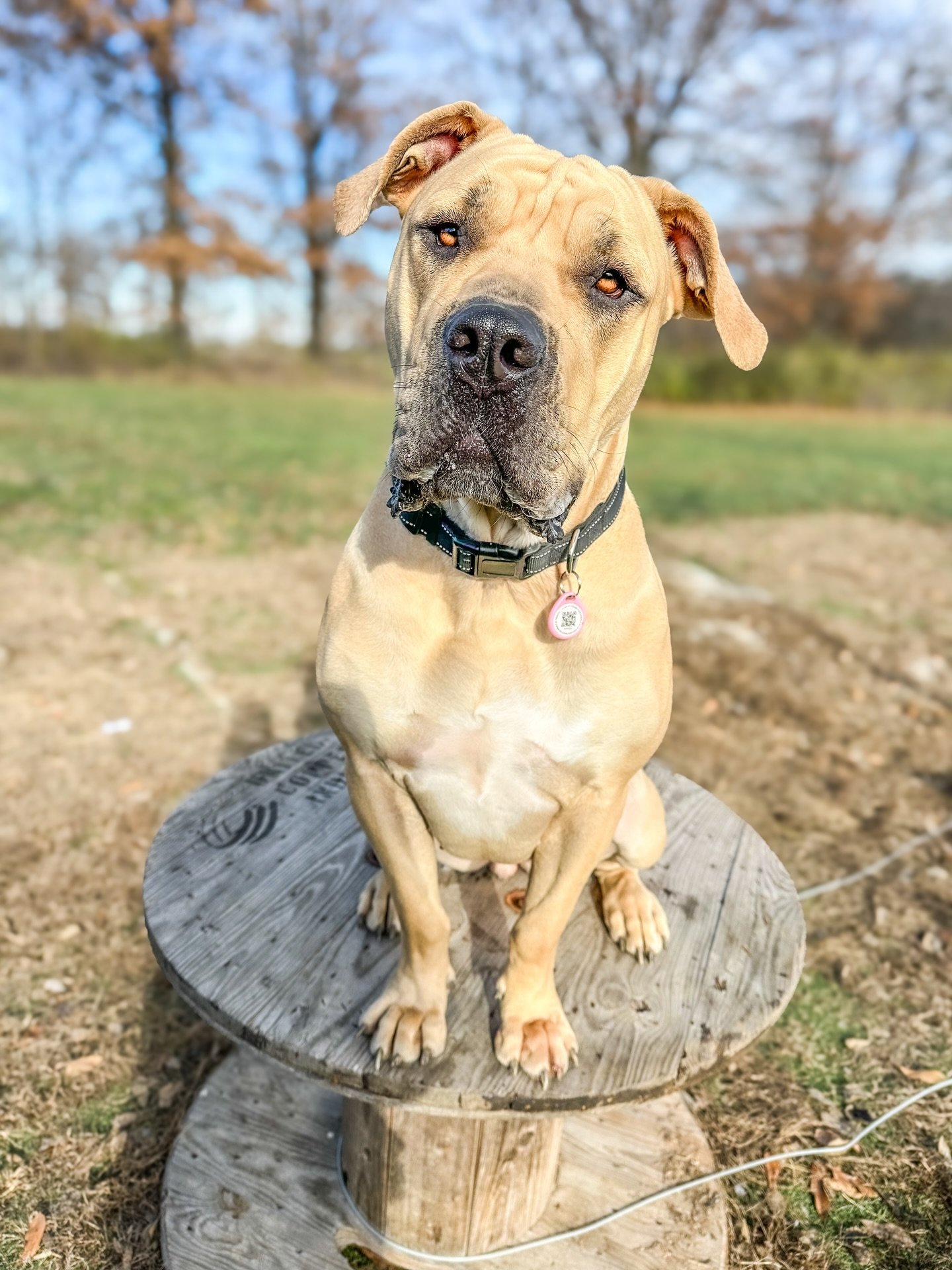 Meet Birdie &mdash; our newest foster girl, a 1-year-old South African Boerboel who&rsquo;s available for adoption through Helping Strays of Monroe County.

Birdie is the definition of a big, playful puppy in a 112-lb body. She&rsquo;s confident, soc