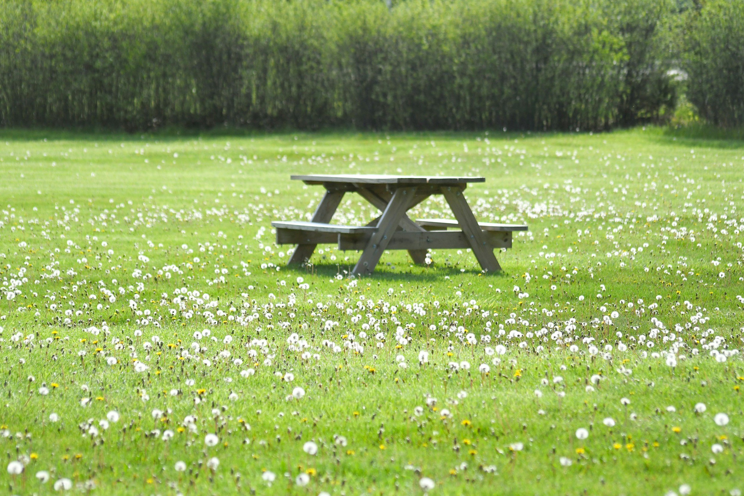 Pop Up in the Park