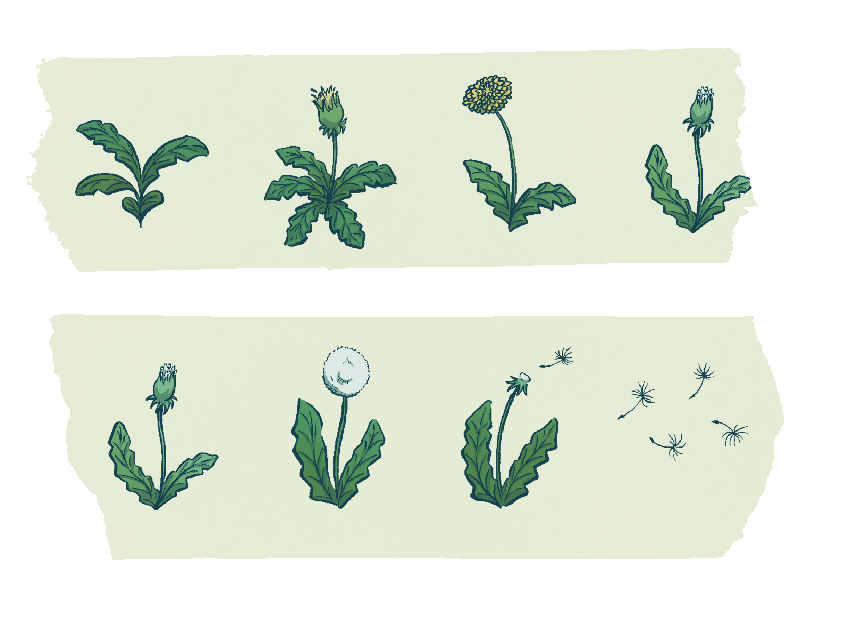 Dandelion_WashiTape_Strips.png