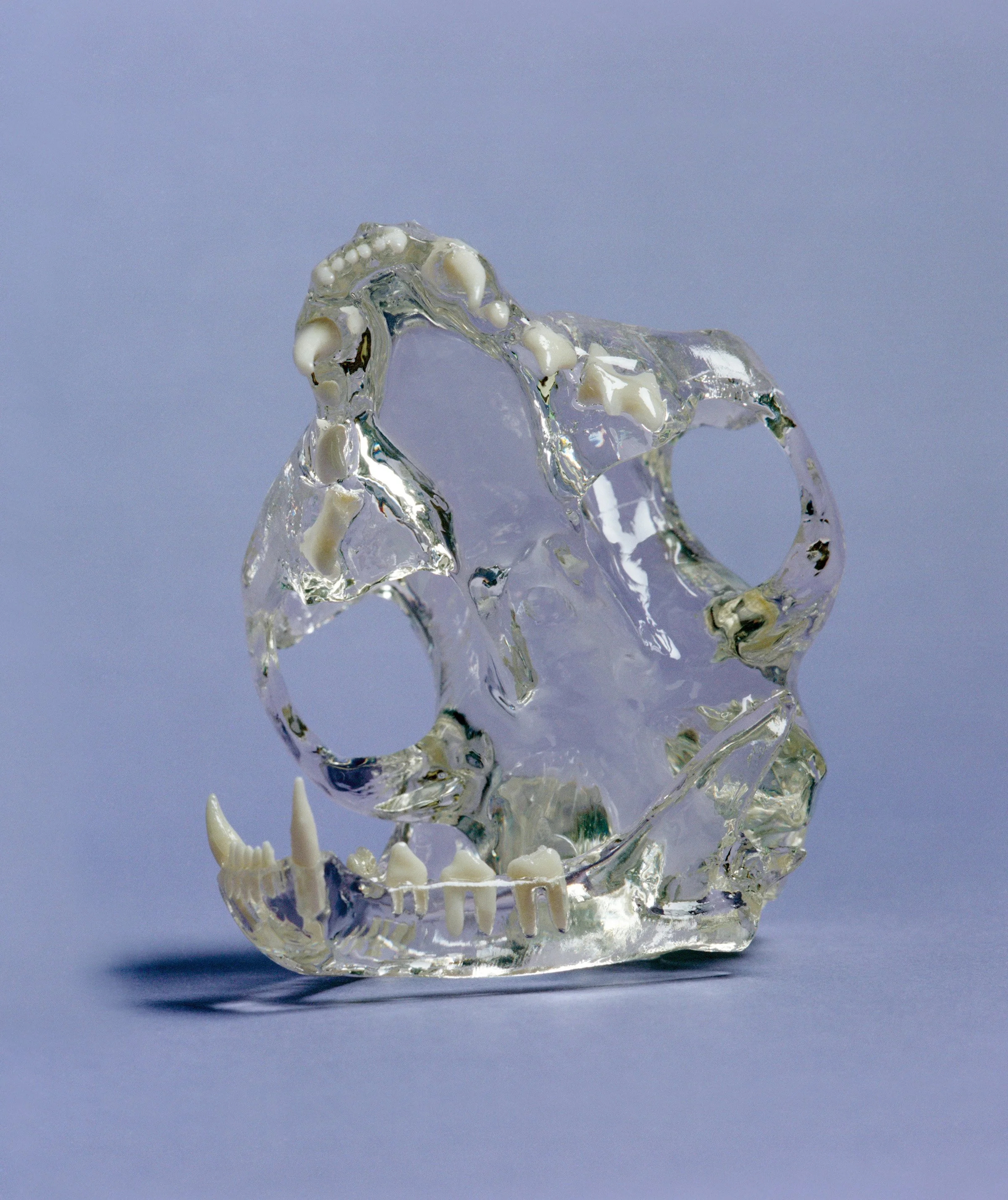 Still life photography series featuring plastic models of domestic animals.