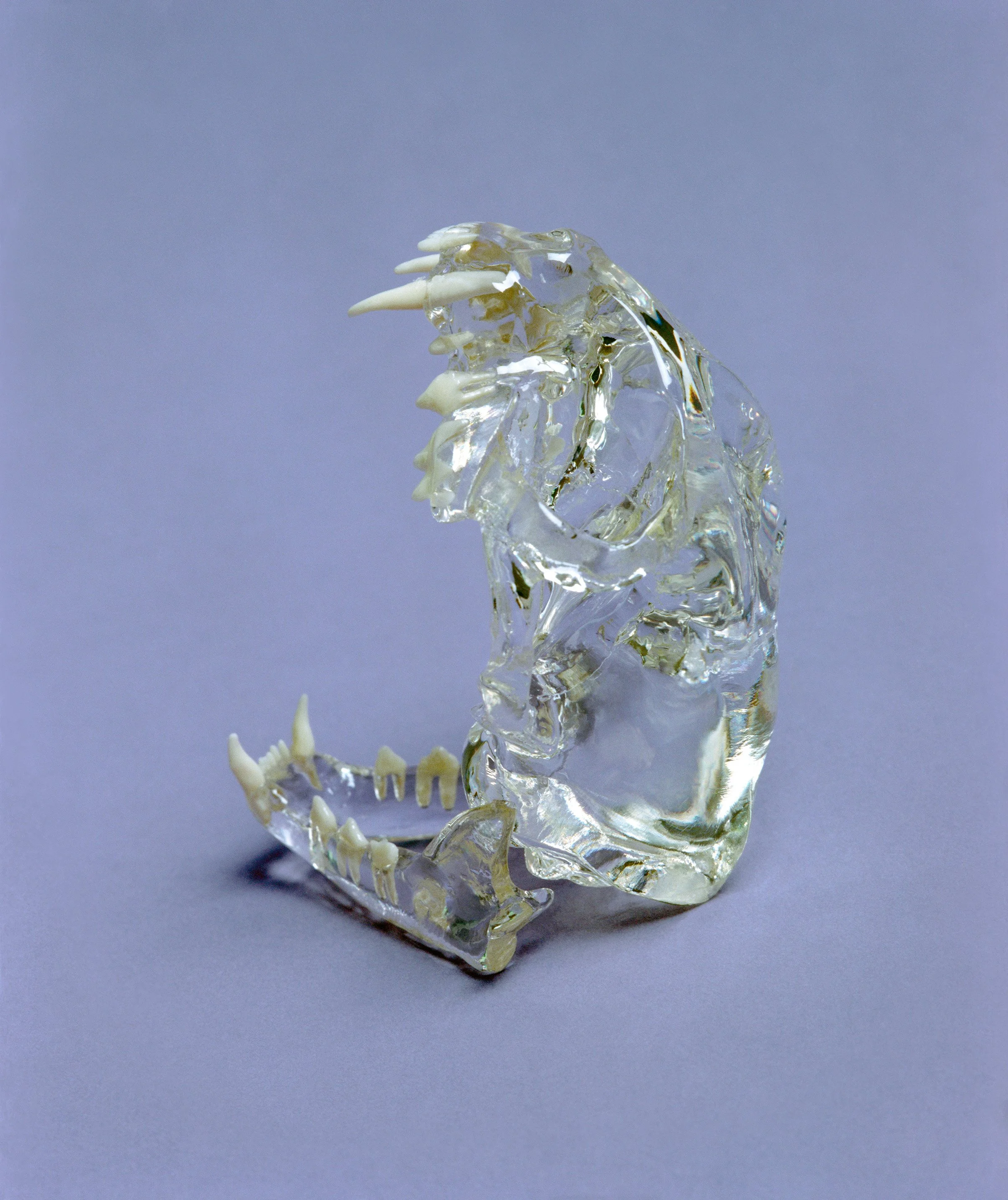 Still life photography series featuring plastic models of domestic animals.