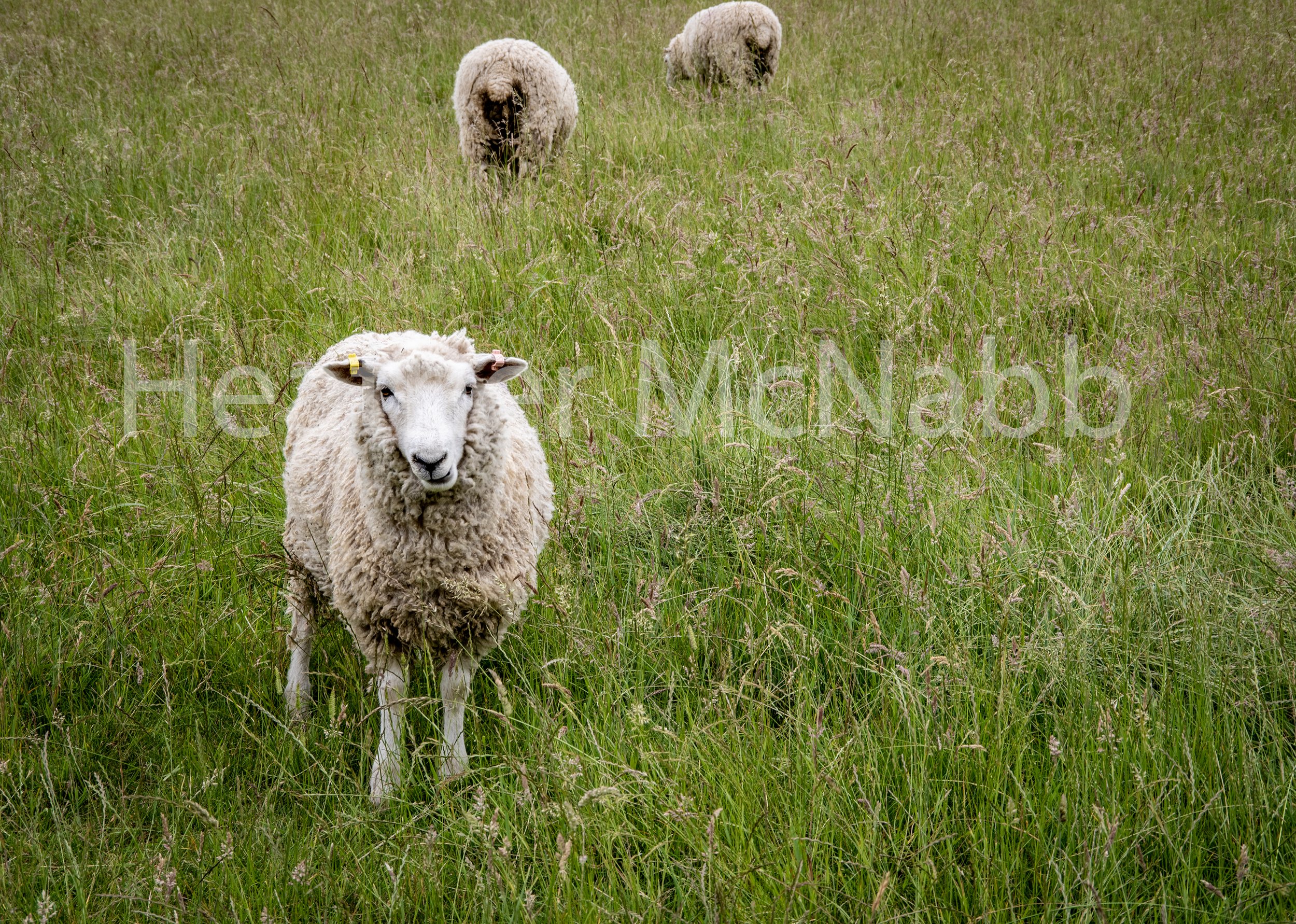 Sheep in a field