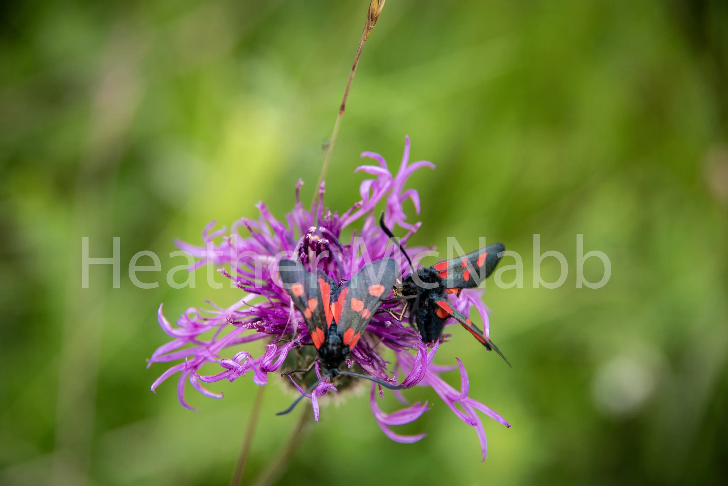 butterfly on purple flower