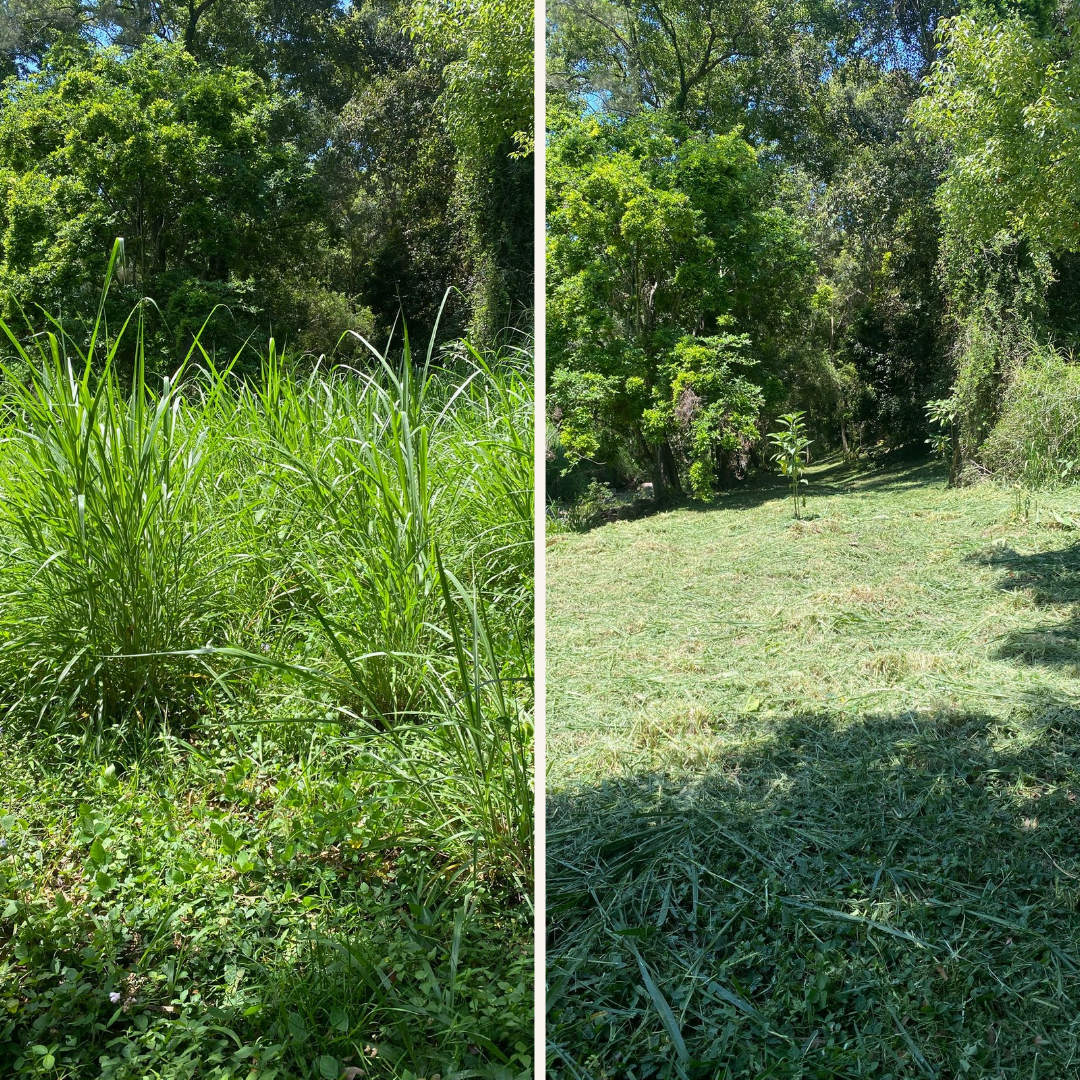 Before and after overgrown acreage property clean-up in North Brisbane