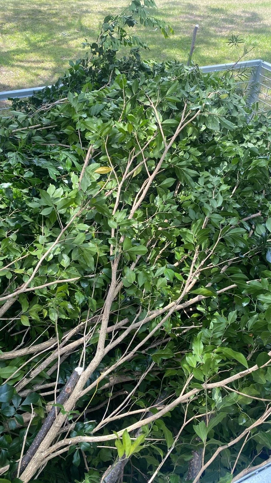 Green waste and garden debris removal service in Samford Valley