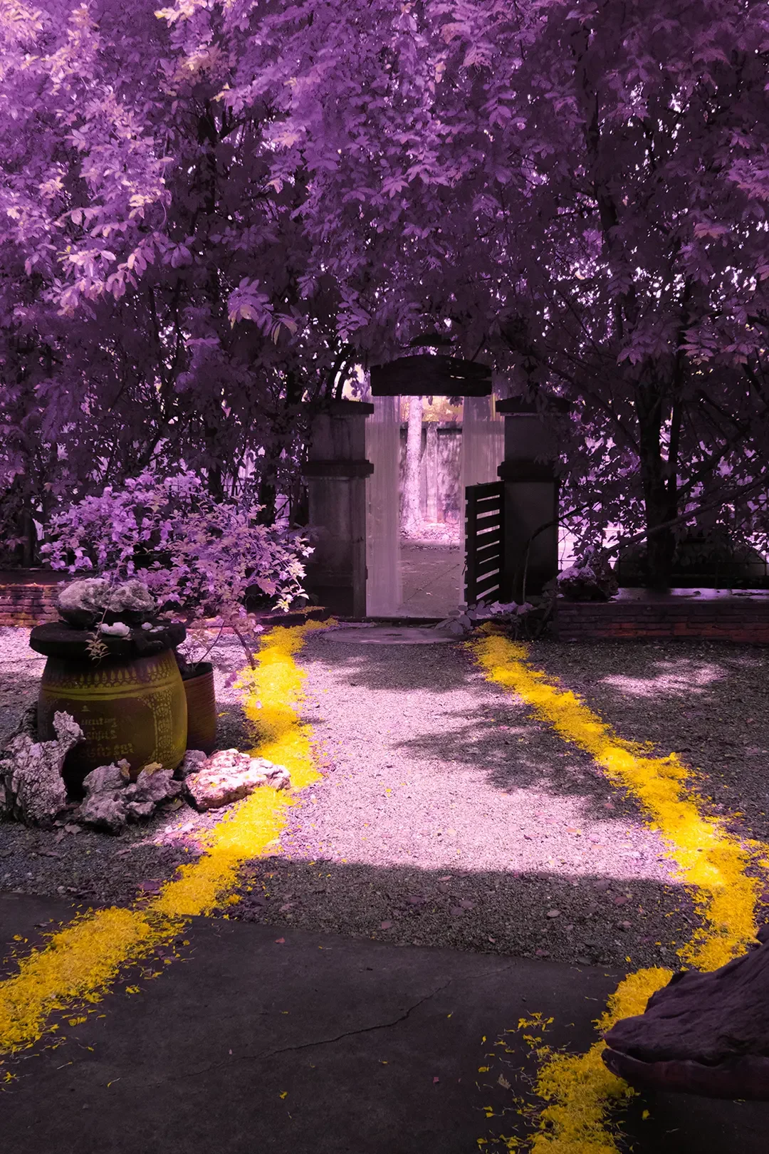 A garden path marked with yellow flower petals leading to a wooden gate surrounded by purple foliage.
