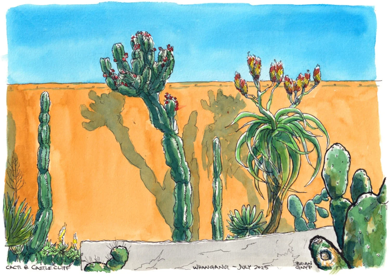 2025-07 Castlecliff Cacti.jpg