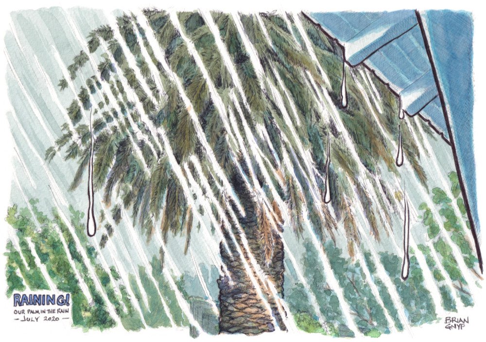 2020-07 Palm Tree in the Rain.jpg