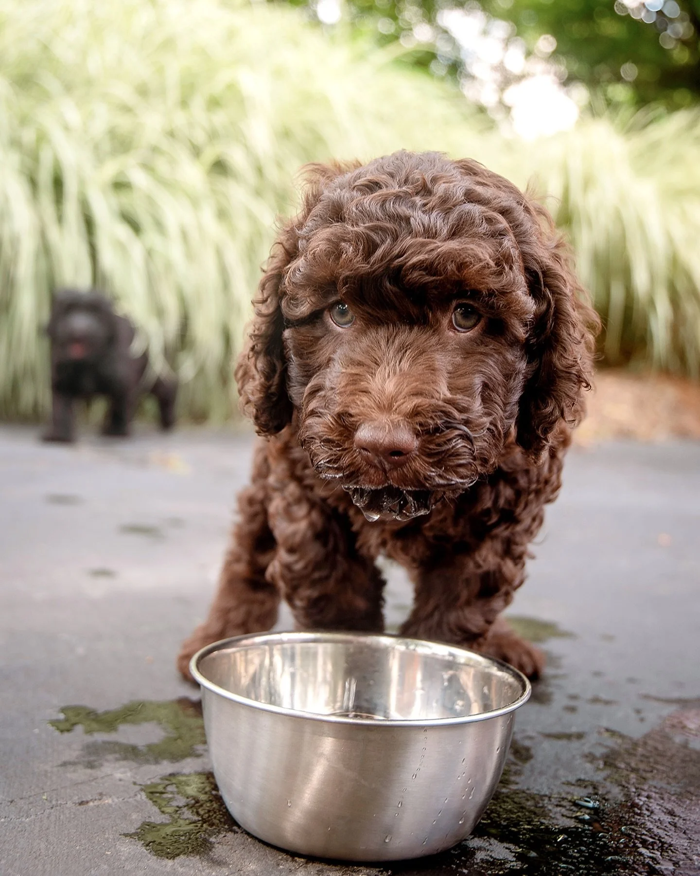 Barbet is a French word meaning “beard.” Or, in this puppy’s case, a very WET beard! 🐶💦
#boathousebarbet #barbet #barbetdog #barbetbreeder #puppybreeder #dogbreeder #dog #puppies #newpuppy #barbetpuppy #barbetpuppies #barbetlitte