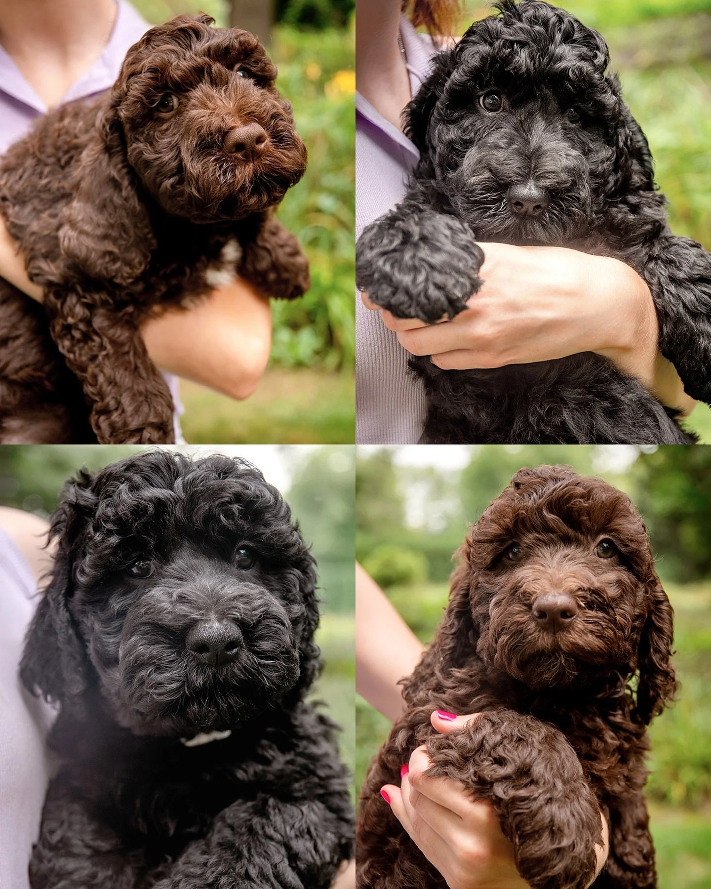 From left to right, top to bottom: “Black” Boy/Brown, “Purple” Girl/Black, “Blue” Girl/Black, “Yellow” Girl/Brown
#boathousebarbet #barbet #barbetdog #barbetbreeder #puppybreeder #dogbreeder #dog #pupp