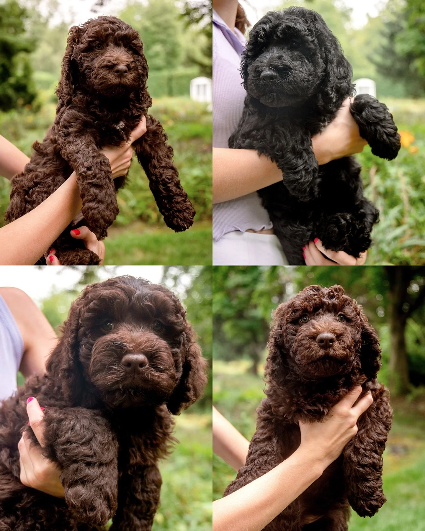 From left to right, top to bottom: “Orange” Girl/Brown, “Pink” Girl/Black, “Red” Boy/Brown, “Green” Girl/Brown
#boathousebarbet #barbet #barbetdog #barbetbreeder #puppybreeder #dogbreeder #dog #puppies