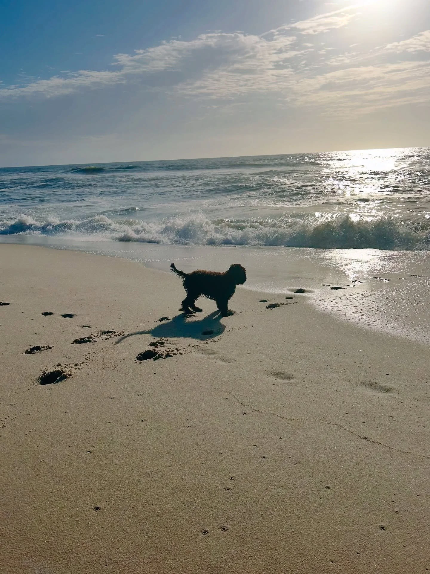 What’s “Boathouse Great Balls Of Fire” been doing since moving to New Jersey?! Named Lido by his adoptive family, he’s become quite the city-mountain-beach puppy! Lido is undoubtedly living his best 11-week-old life. 🥰 Sophie