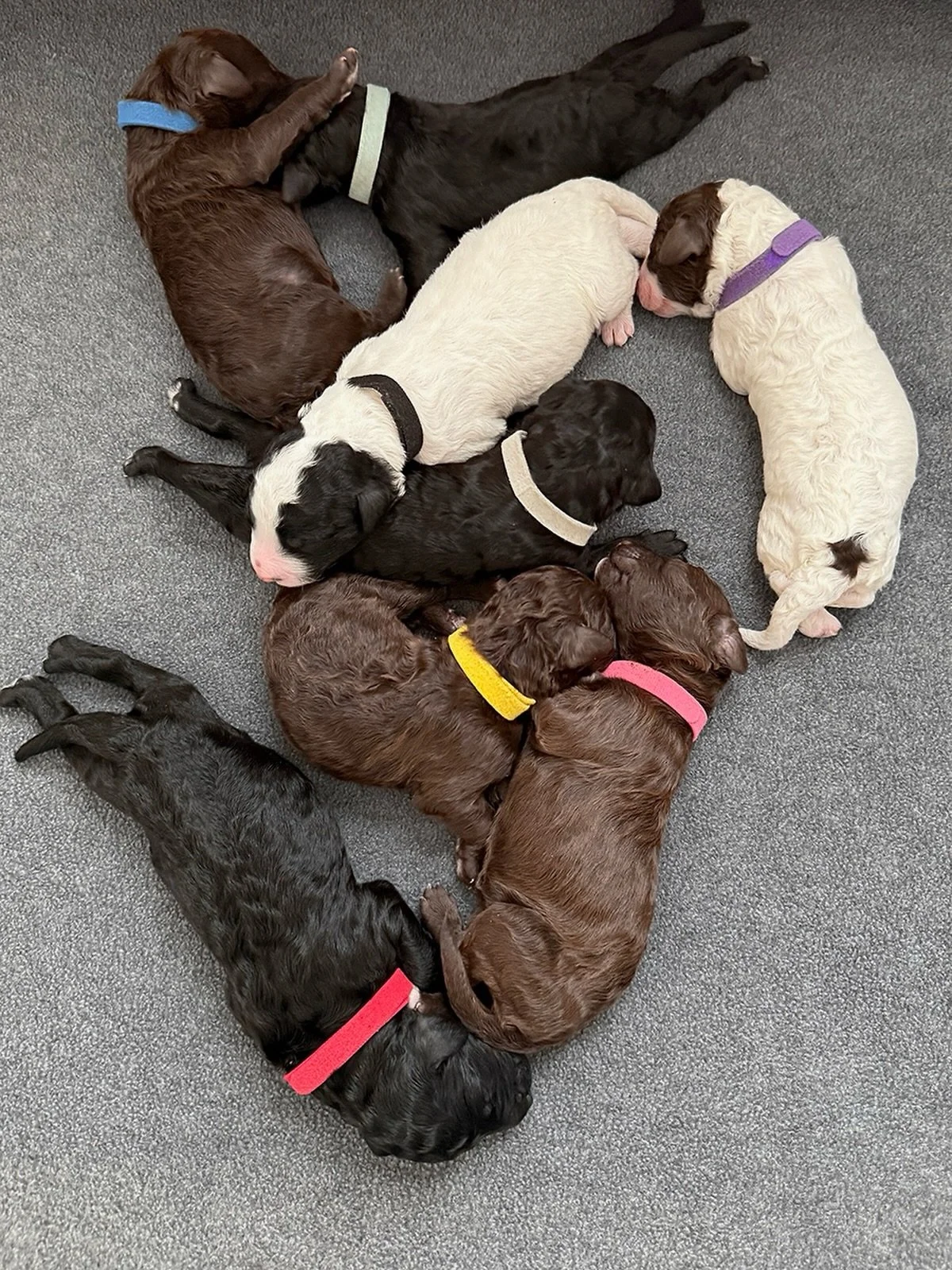 The nursery is bustling once again at Boathouse Barbet! We are thrilled to share that on February 4, our lovely Zella (GCHB CH Hickory Tavern Coast To Coast De Ginkgo) whelped a beautiful, healthy litter of eight&mdash;five boys and three girls.

Thi