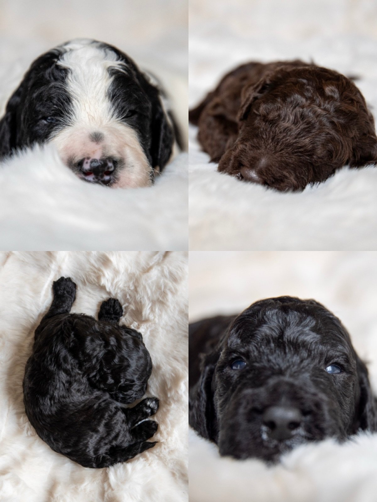 Happy two-week birthday to Zella&rsquo;s litter! At this precious stage, the puppies have been busy reaching their very first goals. We are seeing the initial sets of tiny eyes beginning to crack open&mdash;a quiet, magical transition from the early 