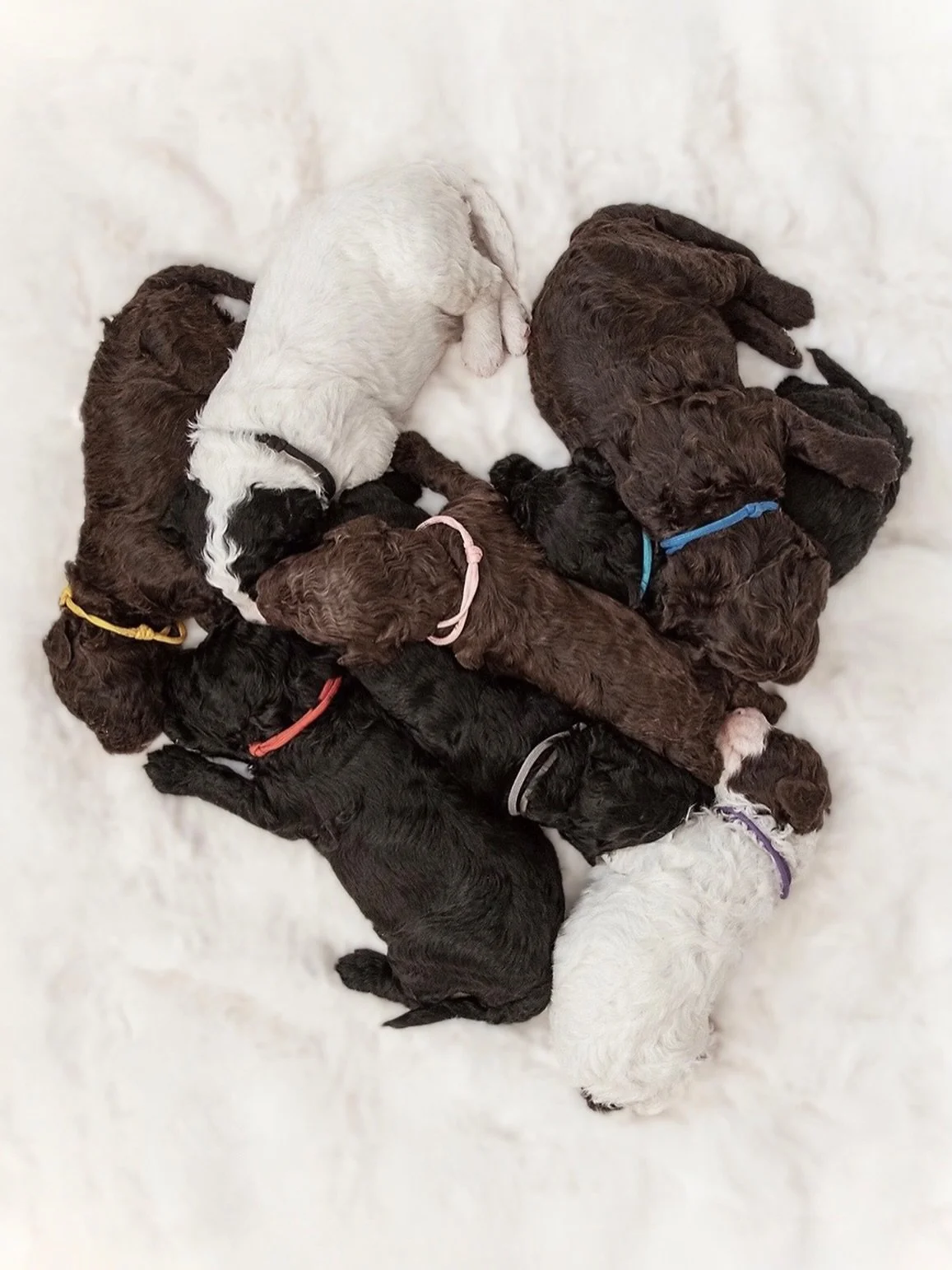 Happy two-week birthday to Zella&rsquo;s litter! At this precious stage, the puppies have been busy reaching their very first goals. We are seeing the initial sets of tiny eyes beginning to crack open&mdash;a quiet, magical transition from the early 