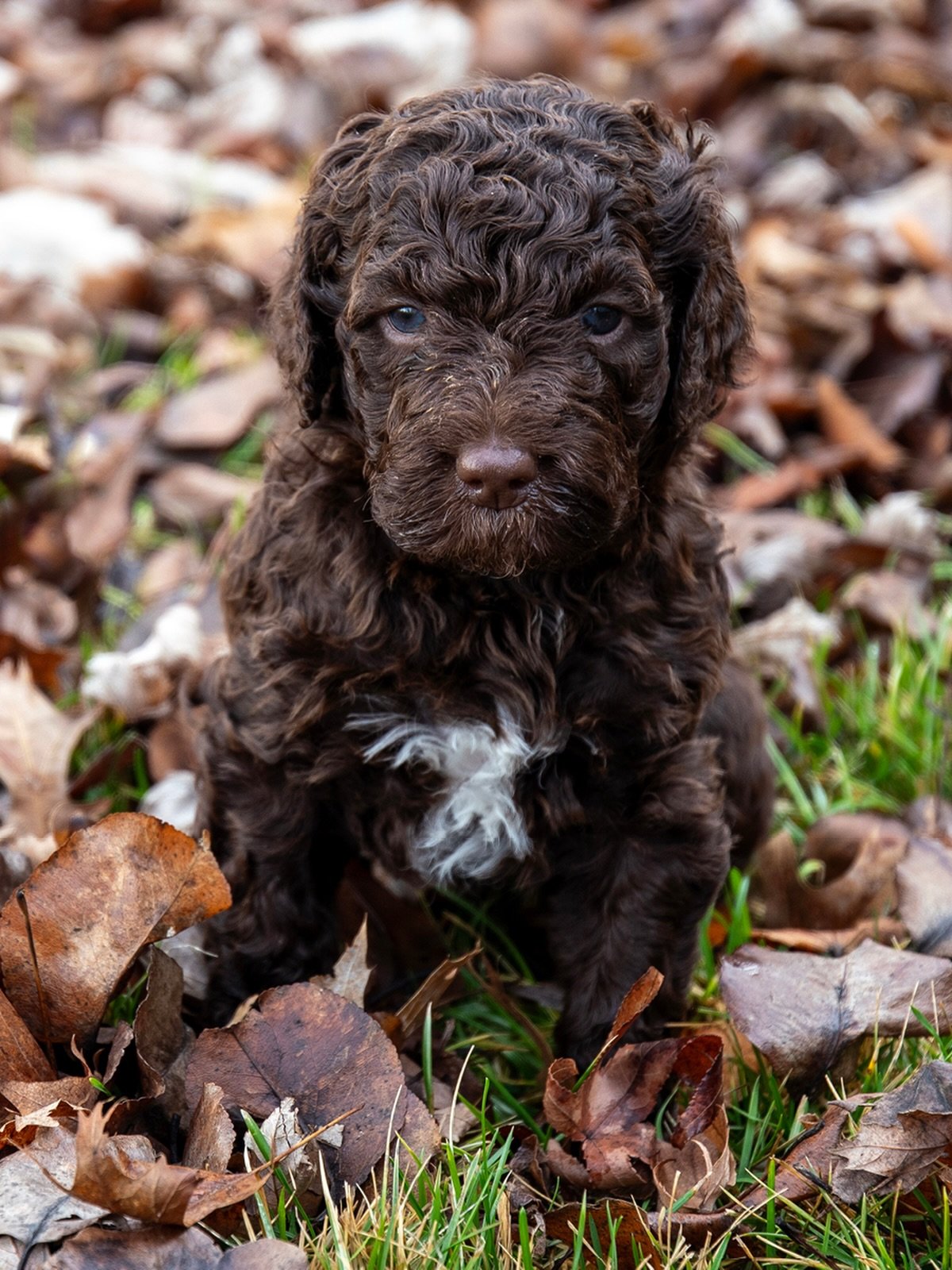 Four Weeks 🩷 Girl

#BarbetPuppies #BarbetLitter #BarbetBreed #AKCBarbet #DogBreeder