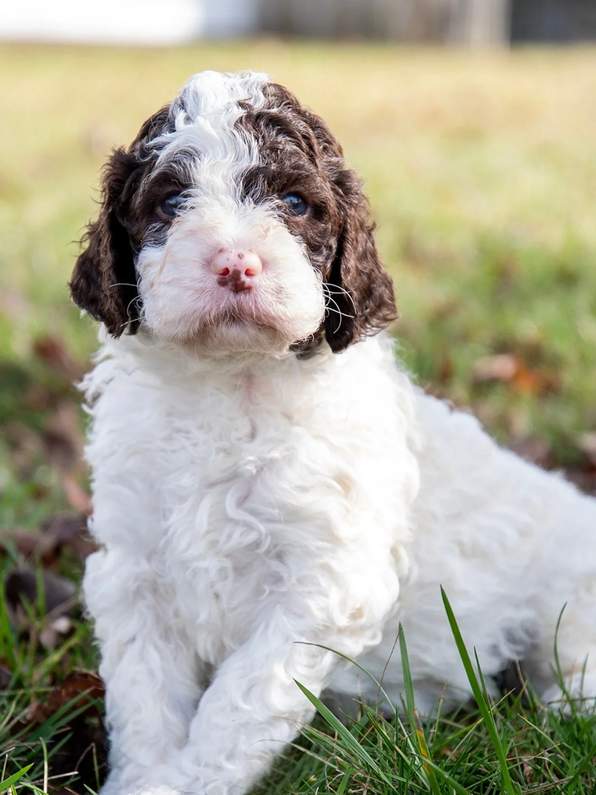 Four Weeks 🩷 Girl

#BarbetPuppies #BarbetLitter #BarbetBreed #AKCBarbet #DogBreeder