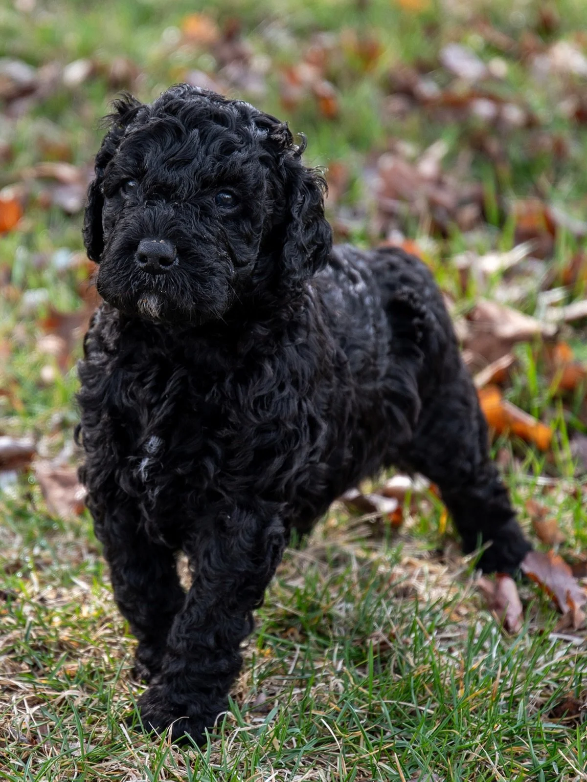 Four Weeks 🩵 Boy

#BarbetPuppies #BarbetLitter #BarbetBreed #AKCBarbet #DogBreeder