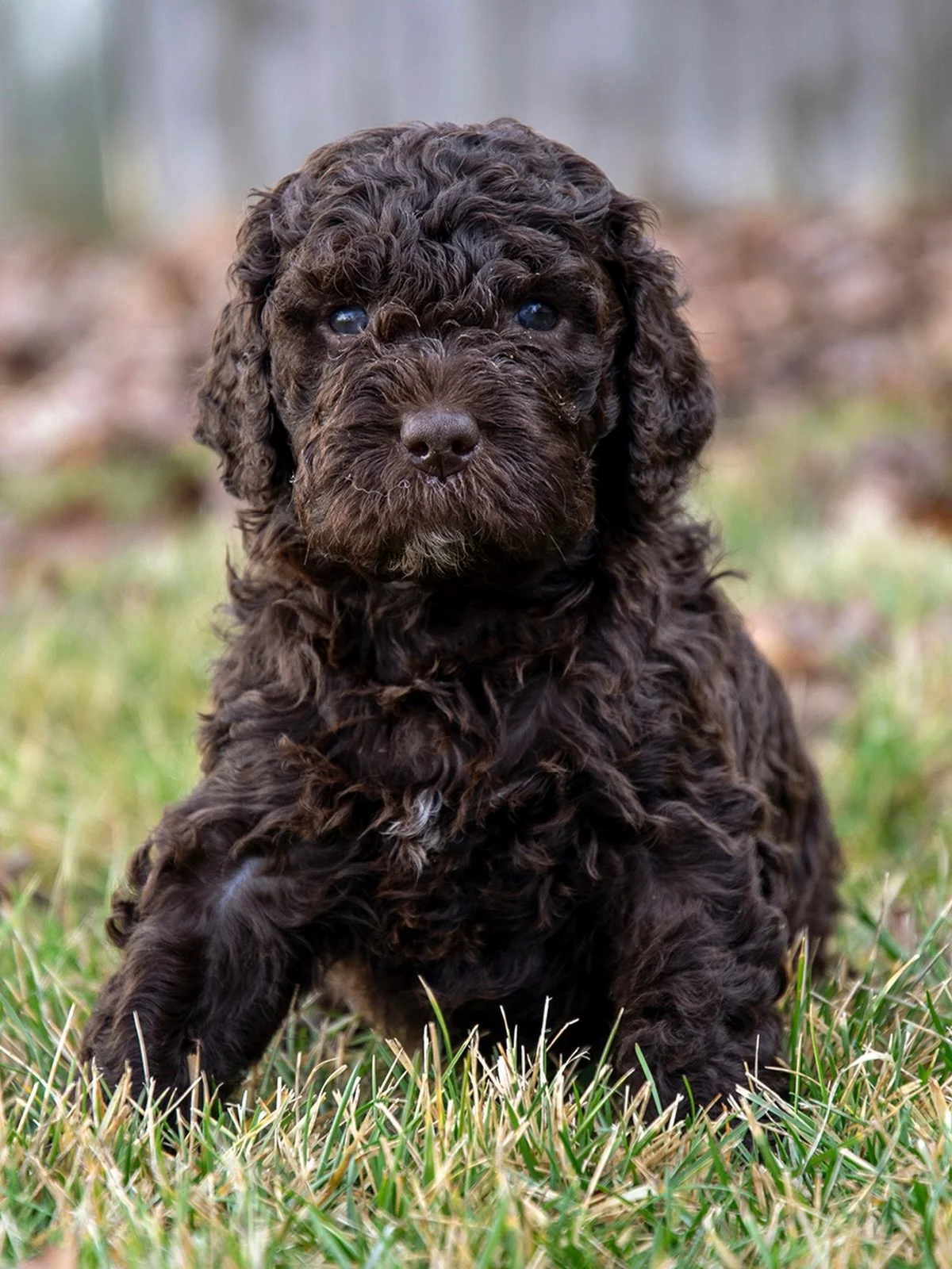 Four Weeks 🩷 Girl

#BarbetPuppies #BarbetLitter #BarbetBreed #AKCBarbet #DogBreeder