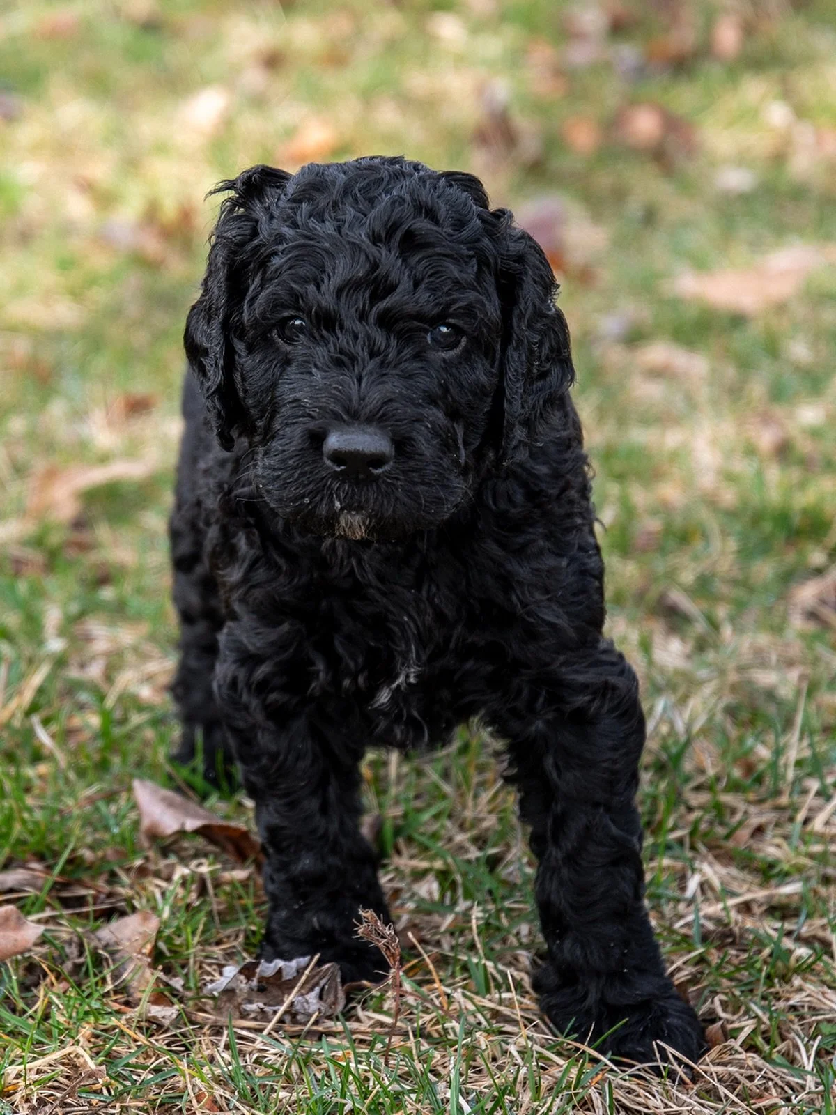 Four Weeks 🩵 Boy

#BarbetPuppies #BarbetLitter #BarbetBreed #AKCBarbet #DogBreeder