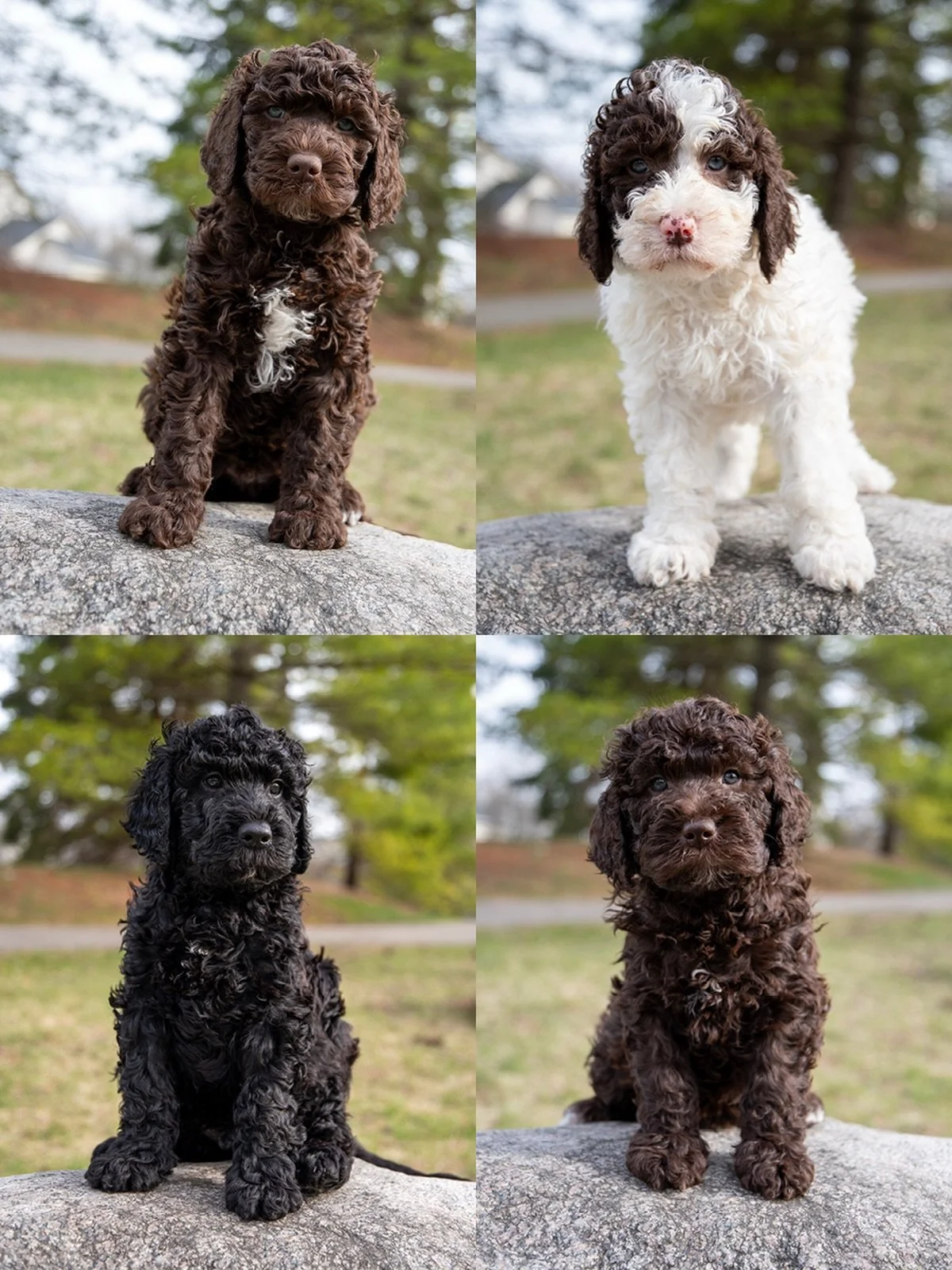 Six weeks in, and these eight are officially in their &ldquo;woolly&rdquo; stage. Their signature curls are starting to come in, and their coordination is finally catching up to their curiosity.

Watching them navigate the world is the highlight of o