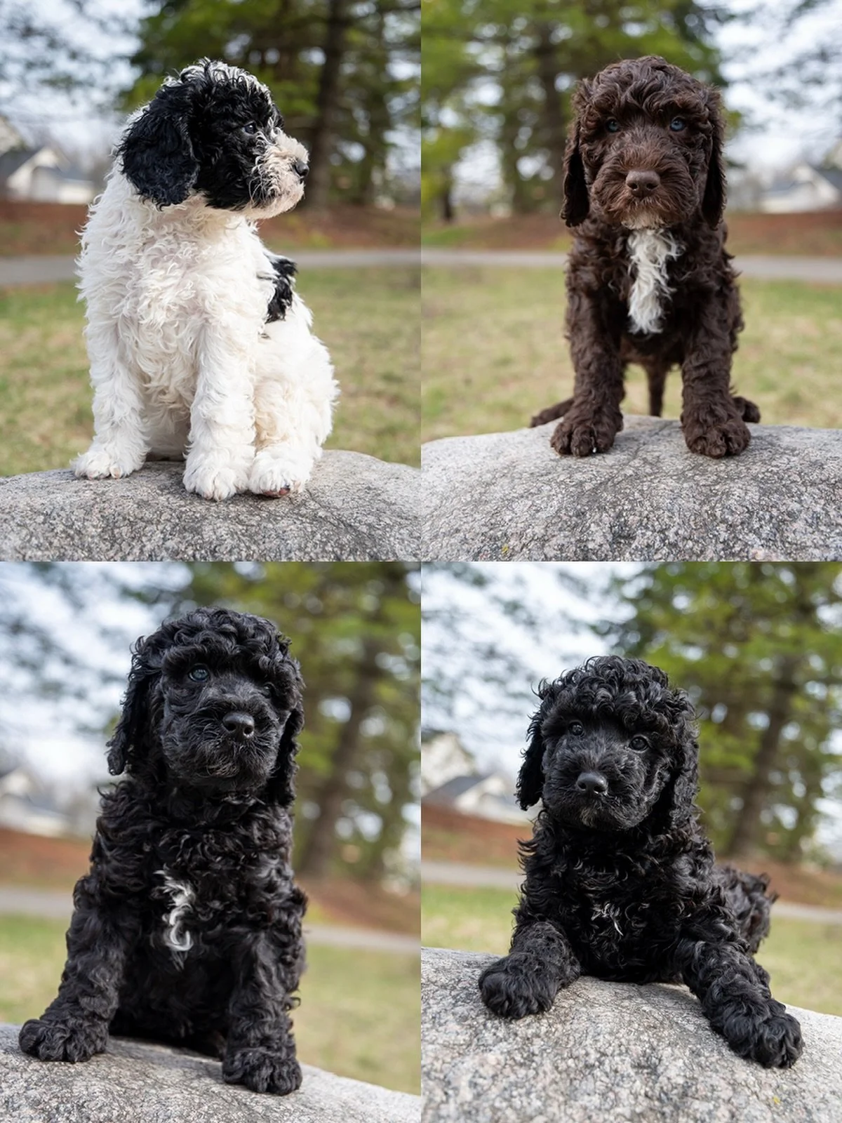 Six weeks in, and these eight are officially in their &ldquo;woolly&rdquo; stage. Their signature curls are starting to come in, and their coordination is finally catching up to their curiosity.

Watching them navigate the world is the highlight of o