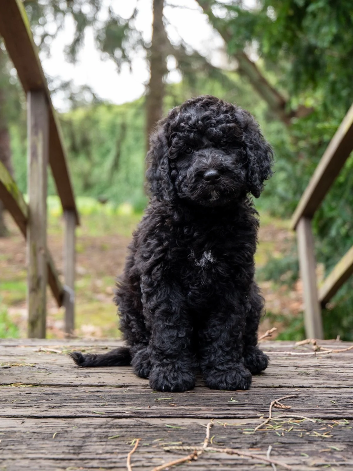 8-Week Update: &ldquo;Boathouse The General&rdquo; (Boy)

It is hard to believe we have reached the eight-week mark. This litter of eight has officially transitioned from wobbly newborns into capable, clever, and very curly young Barbet. While our ke
