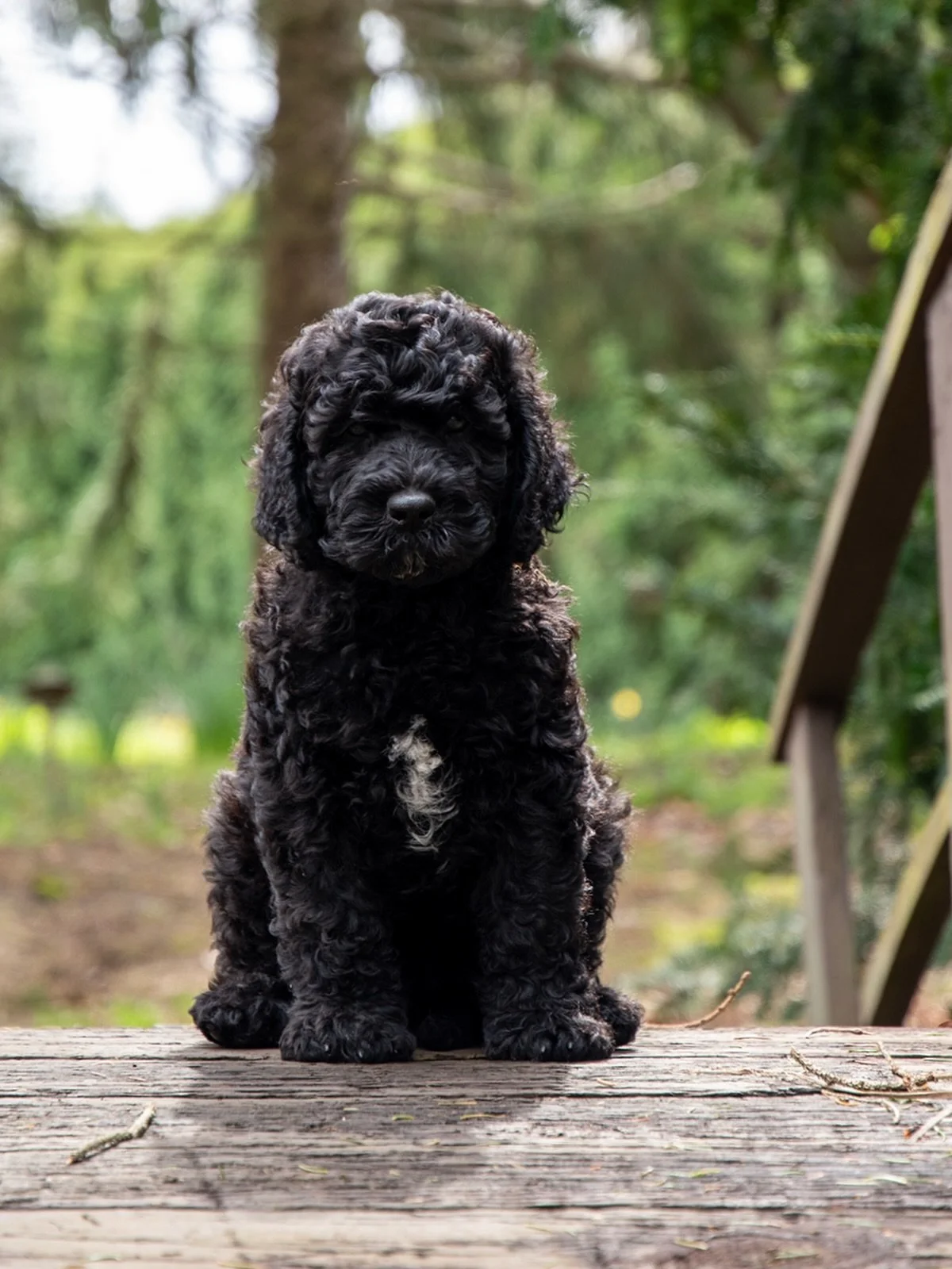 8-Week Update: &ldquo;Boathouse Never Daunted&rdquo; (Boy)

It is hard to believe we have reached the eight-week mark. This litter of eight has officially transitioned from wobbly newborns into capable, clever, and very curly young Barbet. While our 