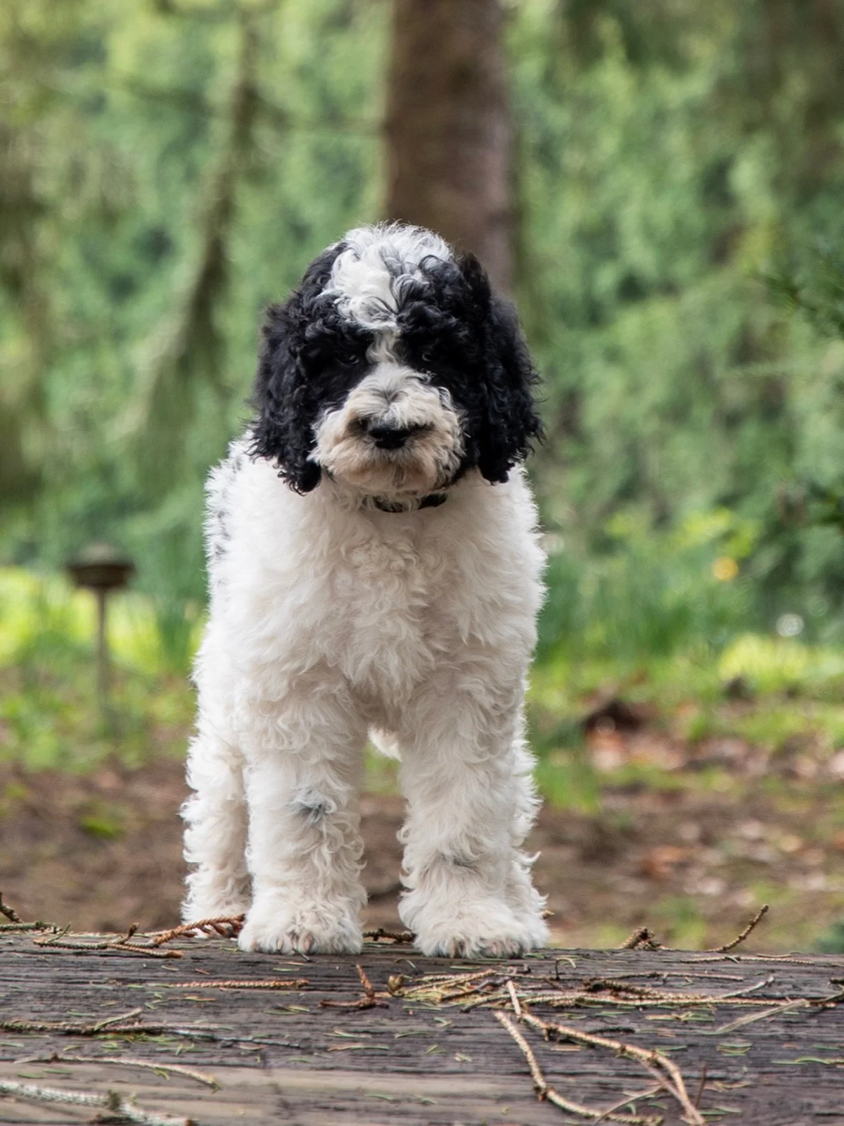 8-Week Update: &ldquo;Boathouse Heismendoza&rdquo; (Boy)

It is hard to believe we have reached the eight-week mark. This litter of eight has officially transitioned from wobbly newborns into capable, clever, and very curly young Barbet. While our ke