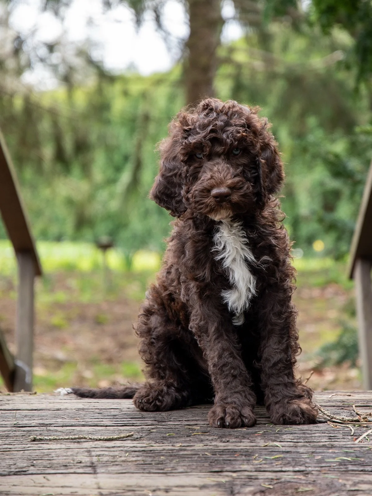 8-Week Update: &ldquo;Boathouse Kirkwood Avenue&rdquo; (Boy)

It is hard to believe we have reached the eight-week mark. This litter of eight has officially transitioned from wobbly newborns into capable, clever, and very curly young Barbet. While ou