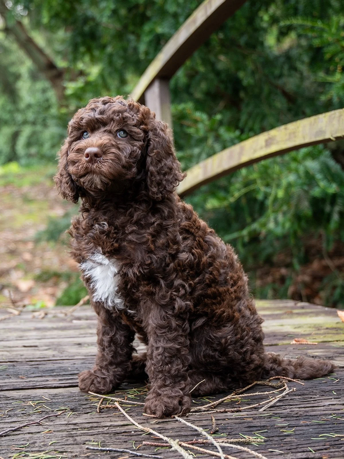 8-Week Update: &ldquo;Boathouse Breaking Away&rdquo; (Girl)

It is hard to believe we have reached the eight-week mark. This litter of eight has officially transitioned from wobbly newborns into capable, clever, and very curly young Barbet. While our