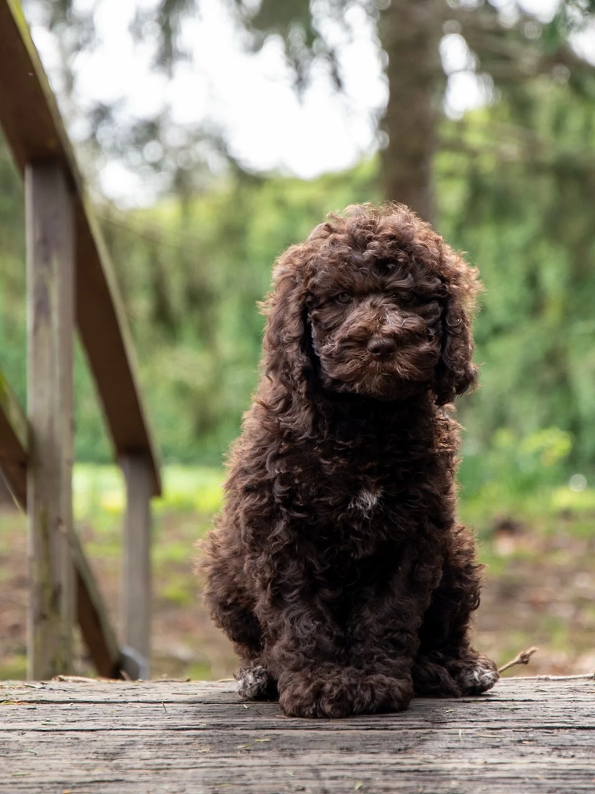 8-Week Update: &ldquo;Boathouse Redstepper&rdquo; (Girl)

It is hard to believe we have reached the eight-week mark. This litter of eight has officially transitioned from wobbly newborns into capable, clever, and very curly young Barbet. While our ke