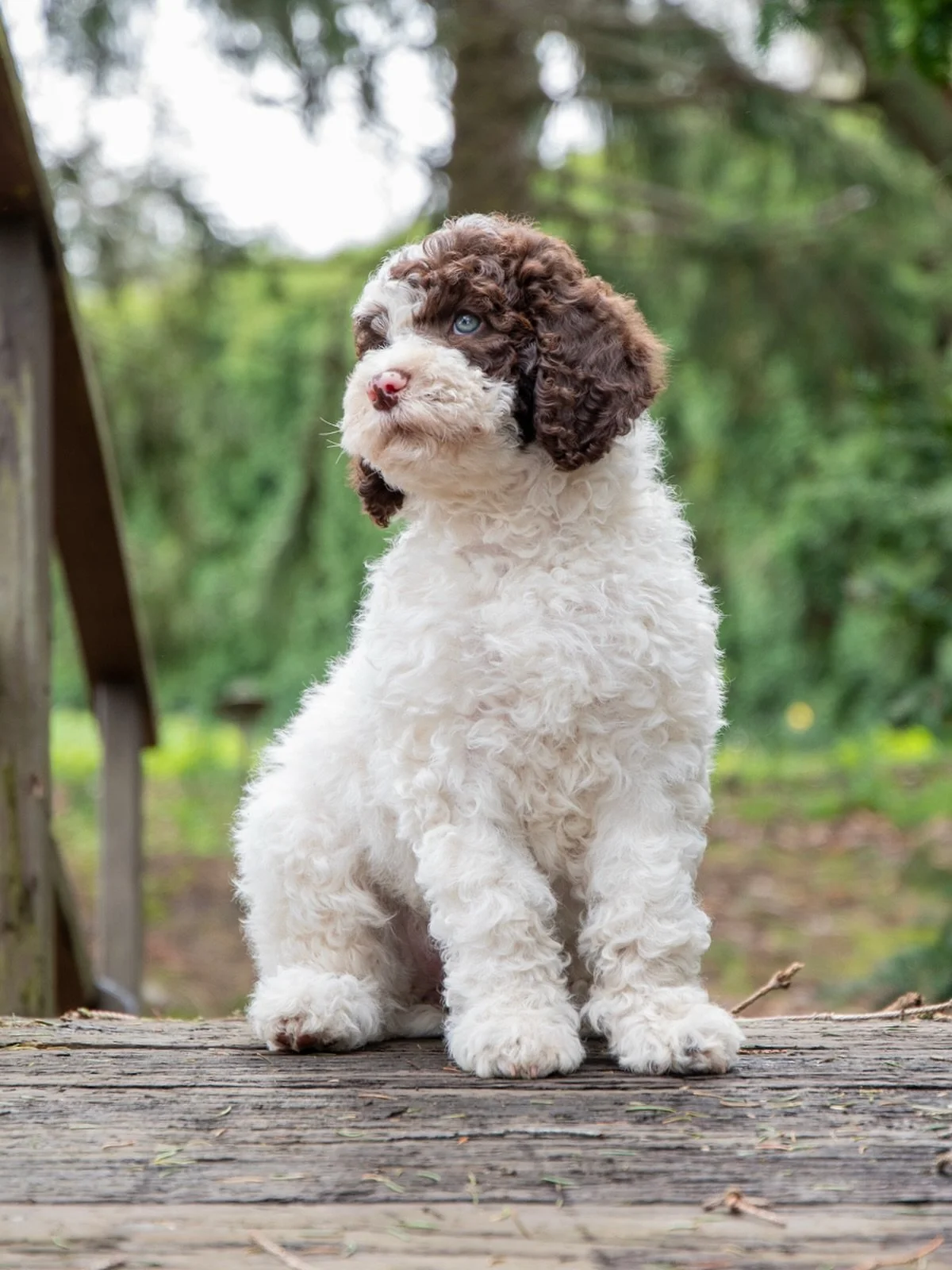 8-Week Update: &ldquo;Boathouse Gloriana, Frangipana&rdquo; (Girl)

It is hard to believe we have reached the eight-week mark. This litter of eight has officially transitioned from wobbly newborns into capable, clever, and very curly young Barbet. Wh