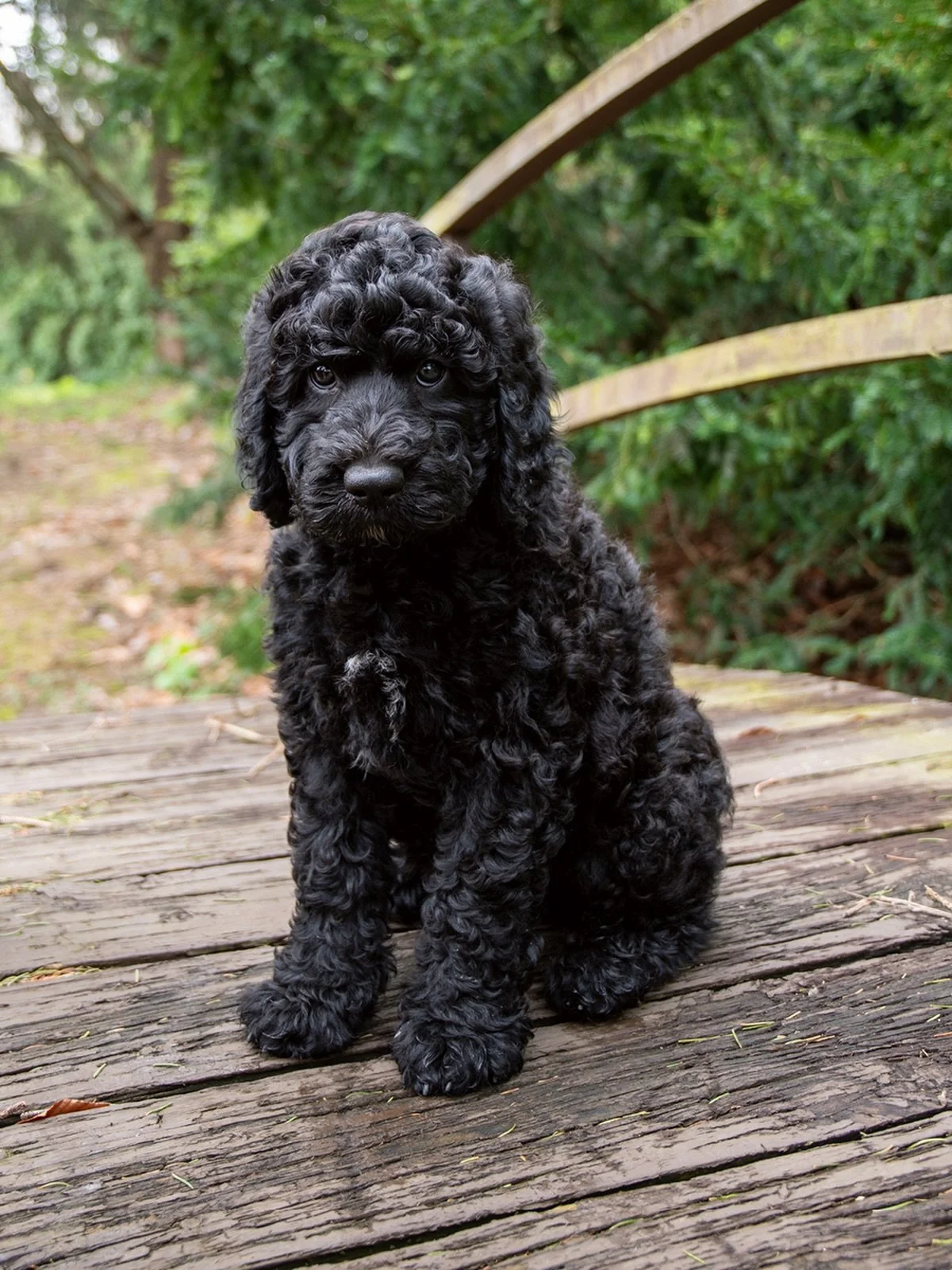 8-Week Update: &ldquo;Boathouse Hoosier Hysteria&rdquo; (Boy)

It is hard to believe we have reached the eight-week mark. This litter of eight has officially transitioned from wobbly newborns into capable, clever, and very curly young Barbet. While o