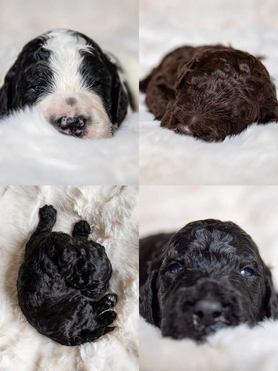 Four puppies sleeping on soft white blankets, two brown and two black.