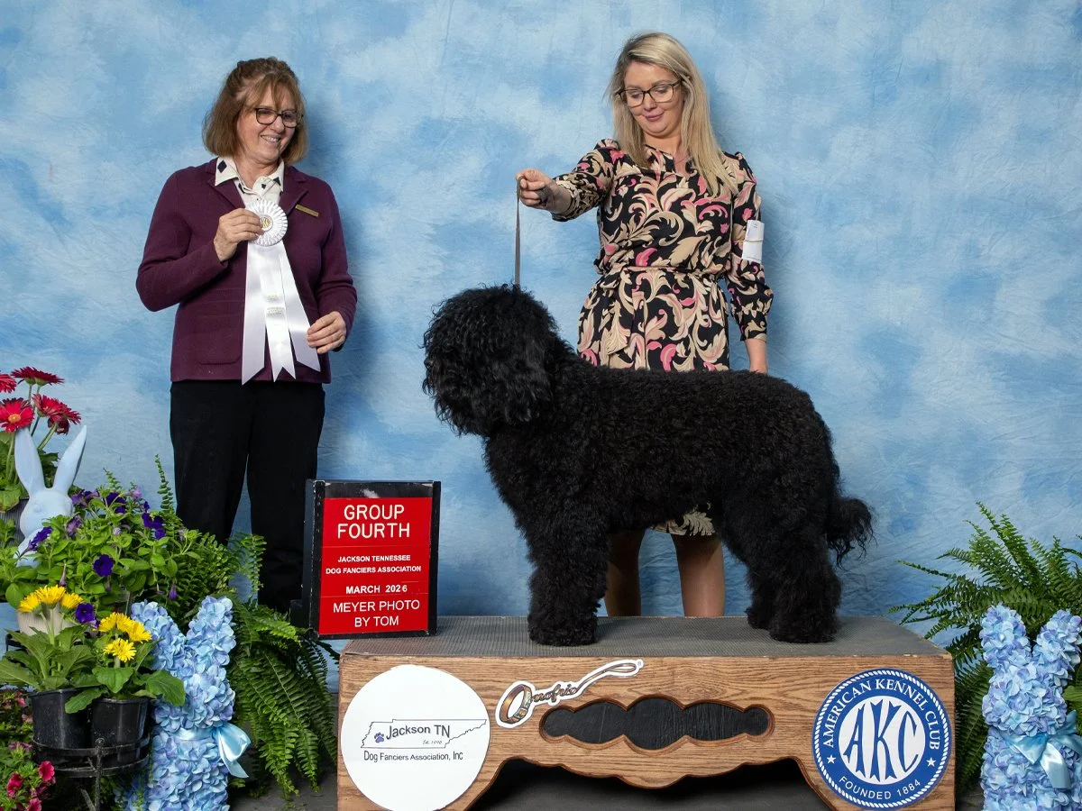 boathouse_barbet_akc_group_fourth.jpg