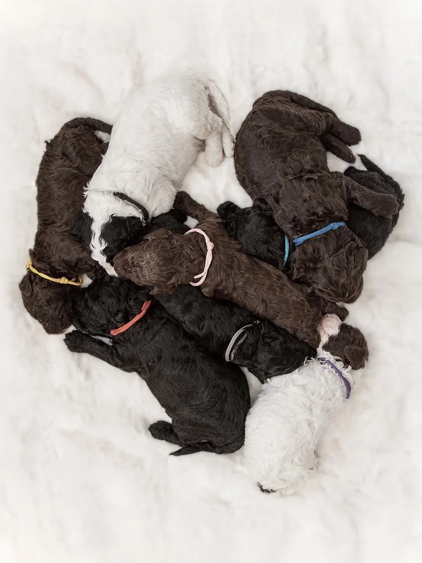 Nine newborn puppies of various fur colors, including black, brown, and white, are sleeping in a cluster on a soft, fluffy white surface. They are lying close to each other with some curled up and some stretched out, each wearing a different colored collar.