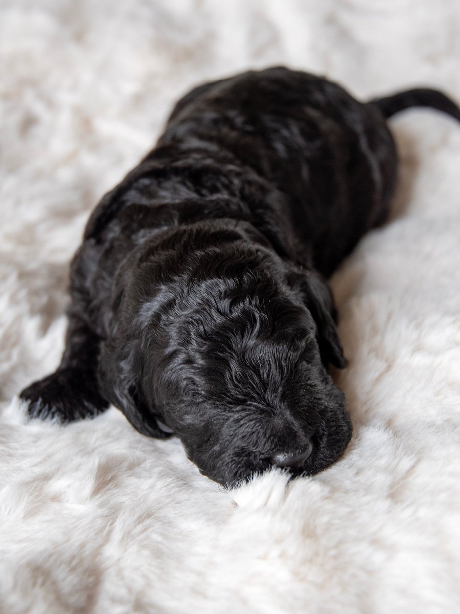 A black puppy sleeping on a soft, white, fluffy blanket.