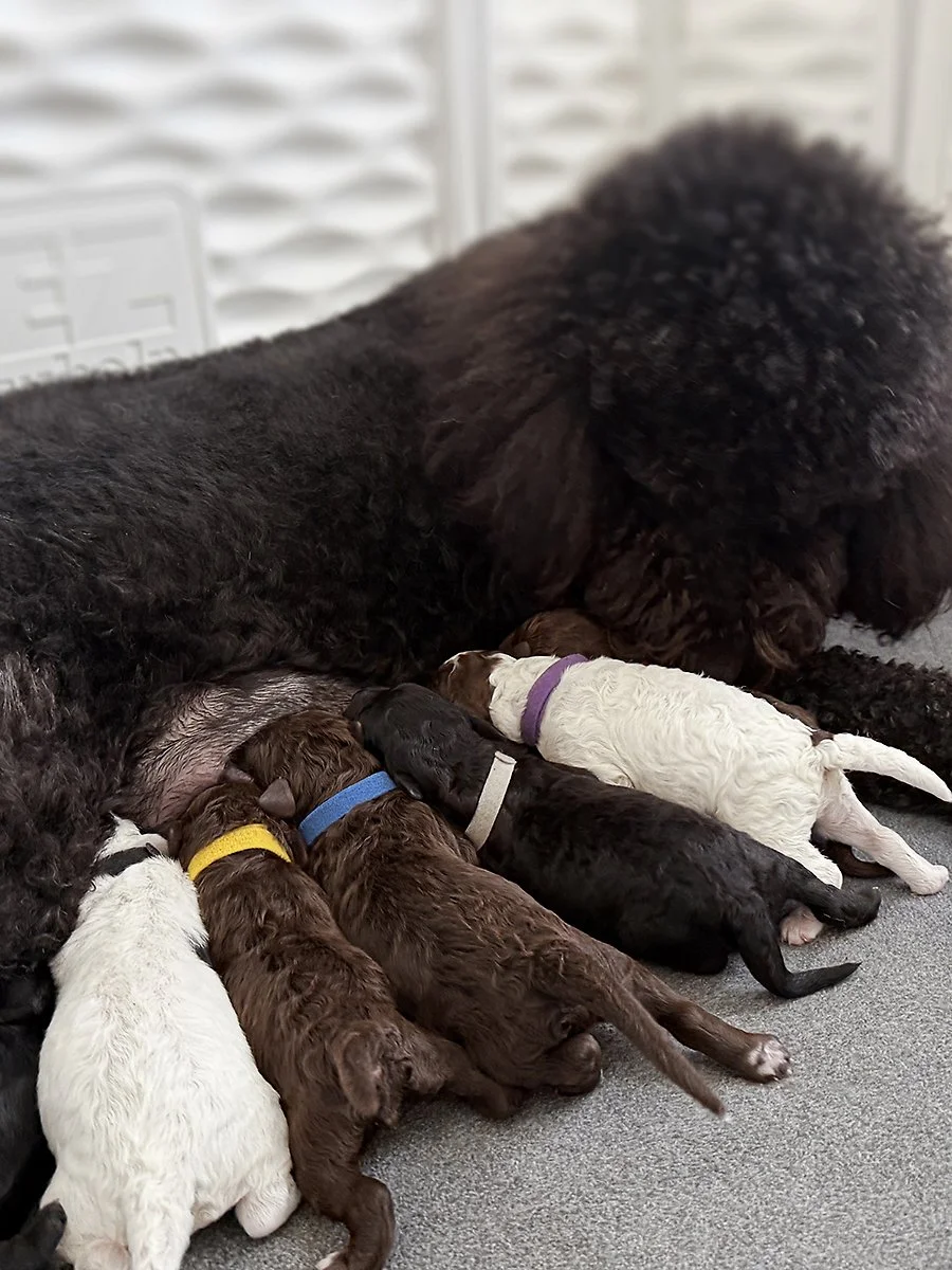 A large black dog nursing five puppies of various colors and collars, lying on a gray floor next to a white wall.