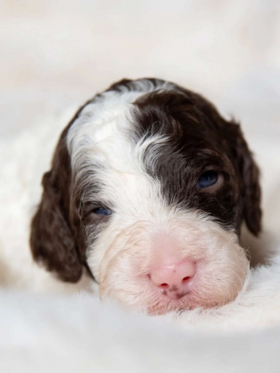 Close-up of a sleepy puppy with black and white fur and blue eyes resting on a white surface.