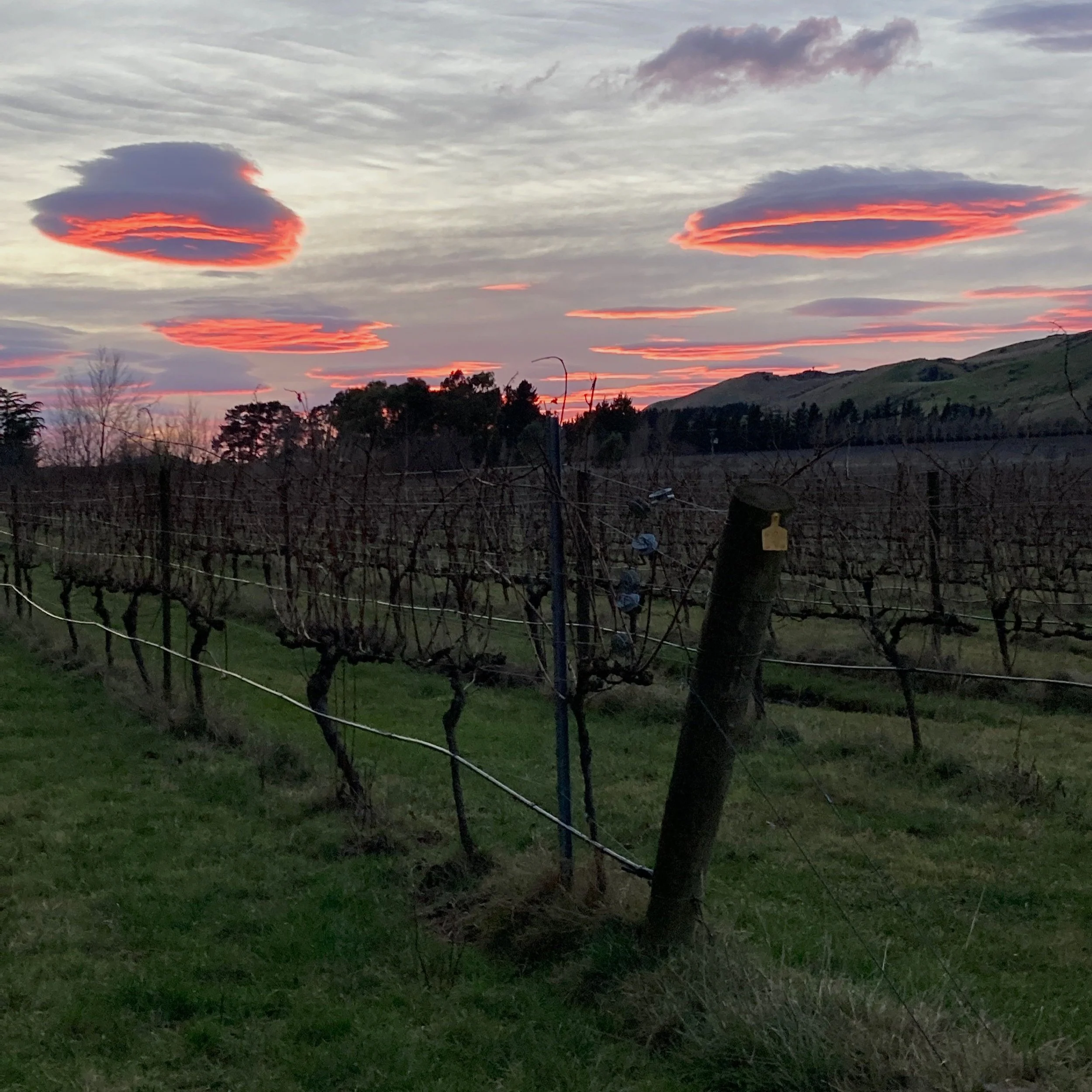Vineyard rows with pruned vines under a colorful sunset sky with orange and purple clouds.