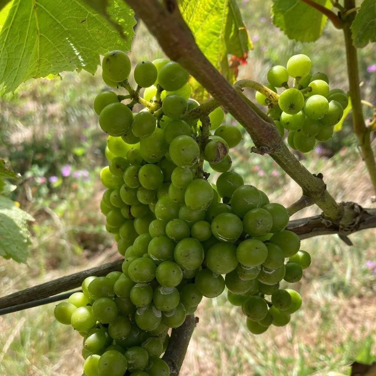 Green grape cluster hanging from a vine with green leaves around it.